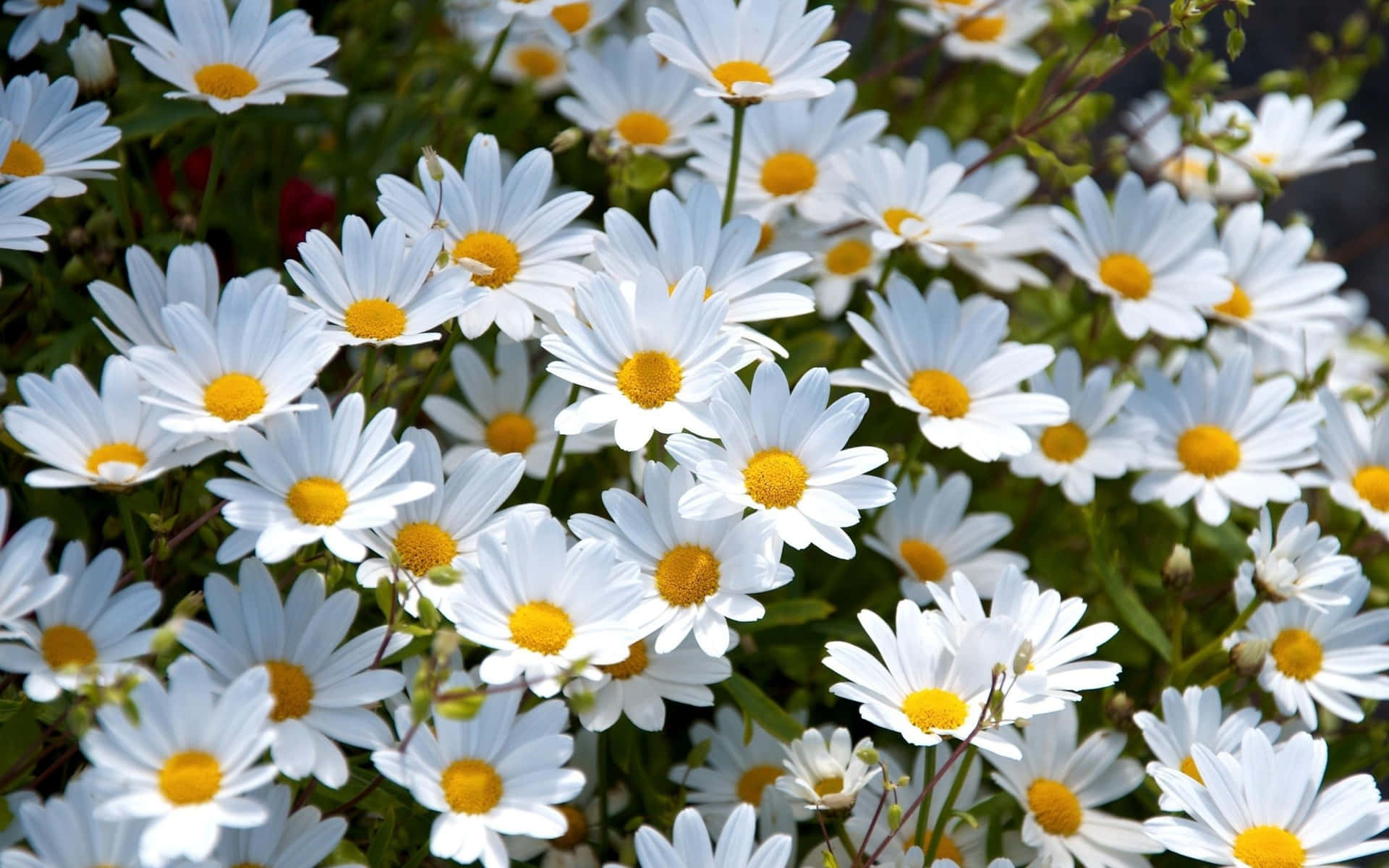 Aesthetic Daisy On A Sunny Day Background