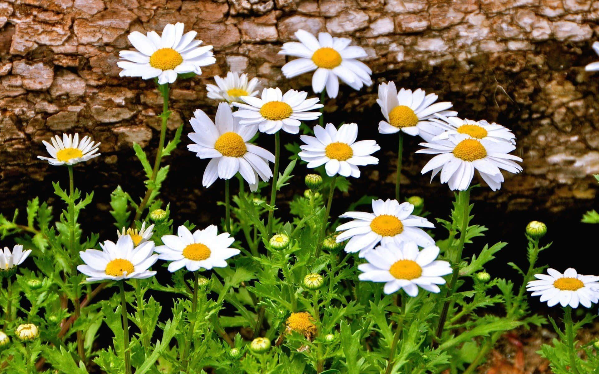 Aesthetic Daisy Under A Log Background