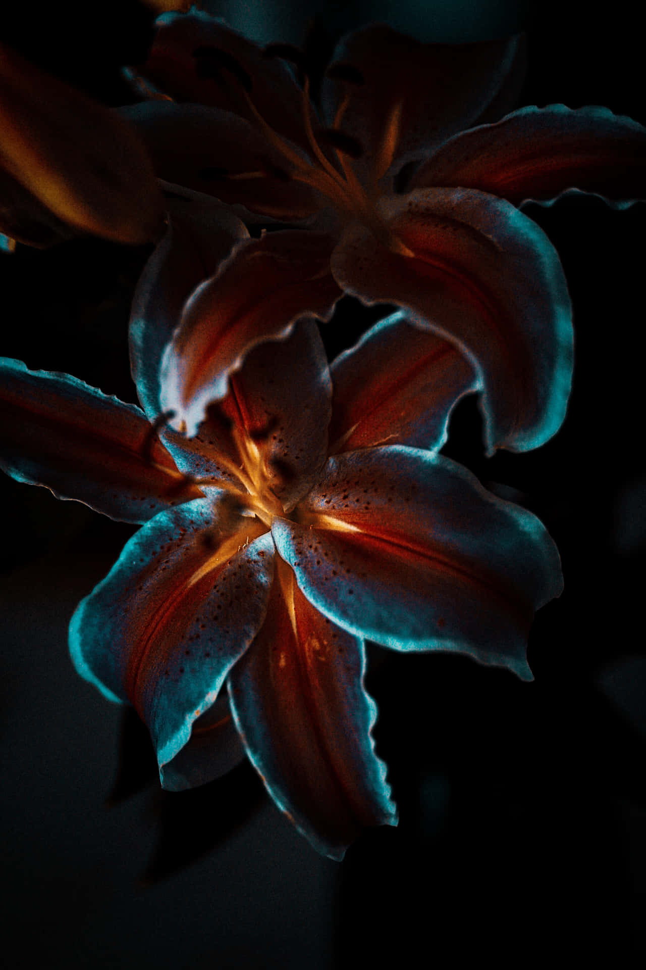 Aesthetic Dark Flower With Light Background