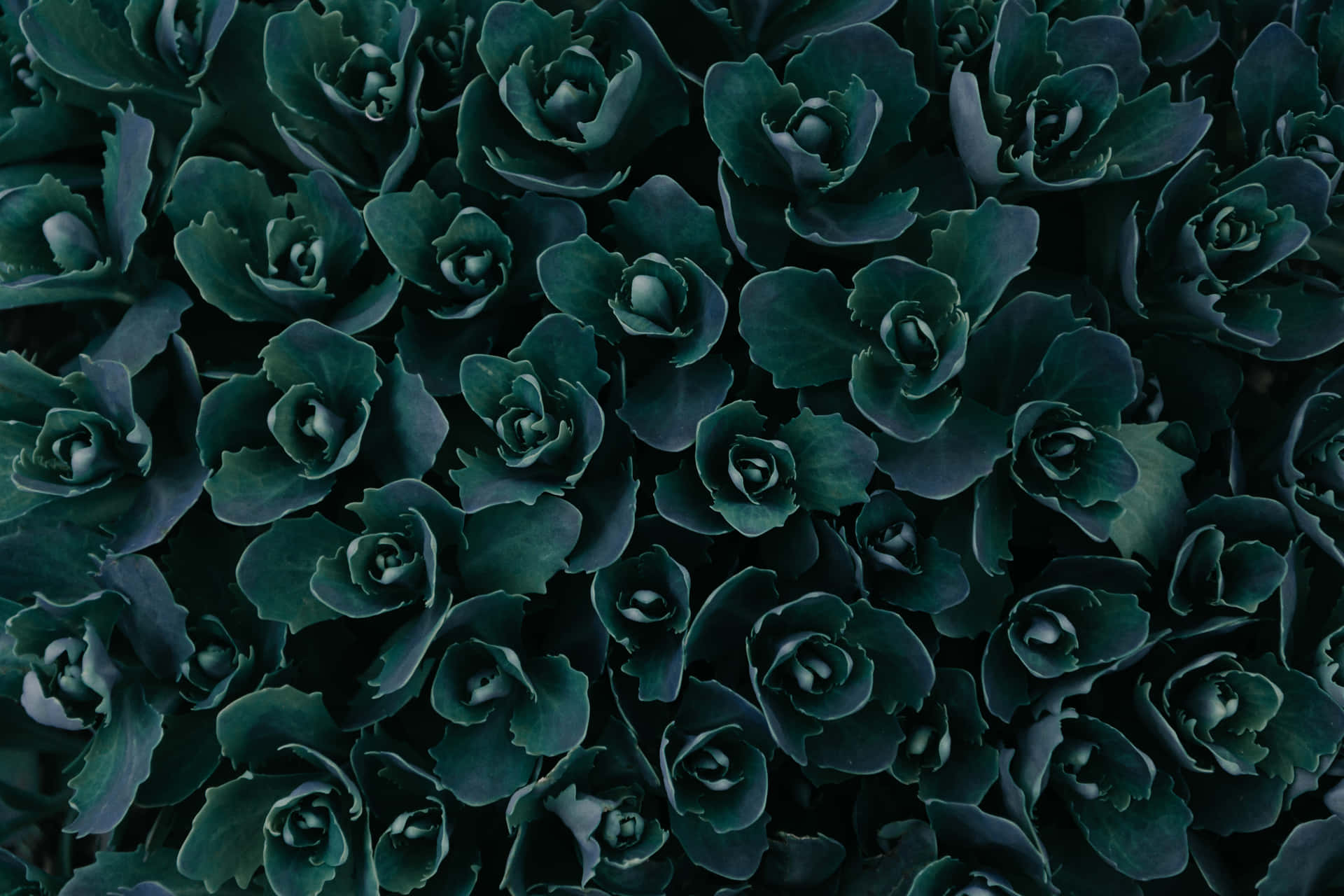 Aesthetic Dark Green Flower Background