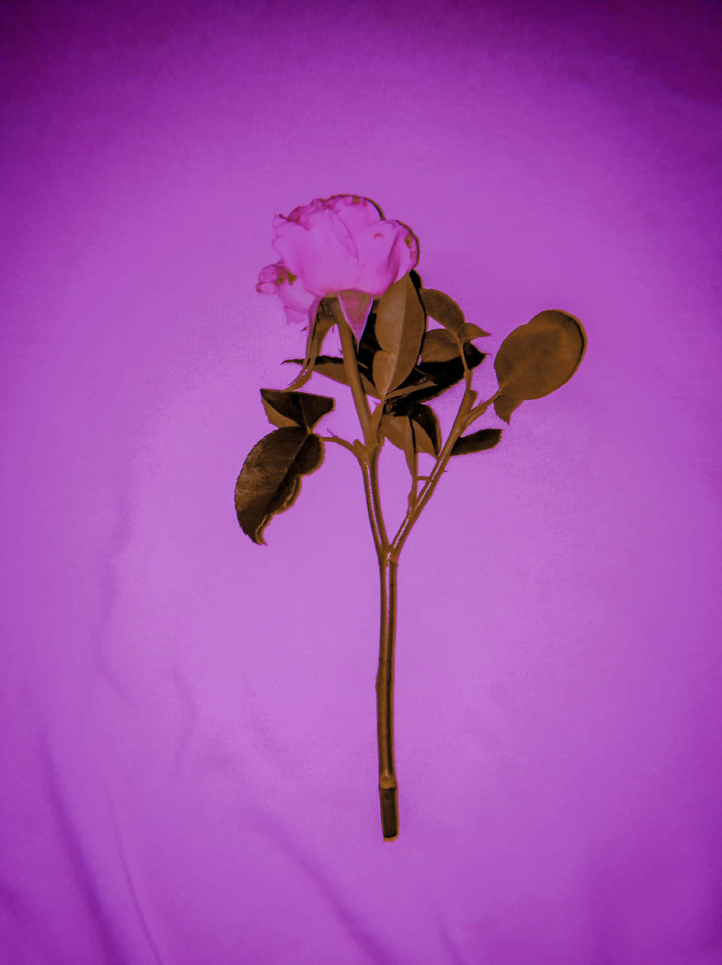Aesthetic Dark Pink Background Background