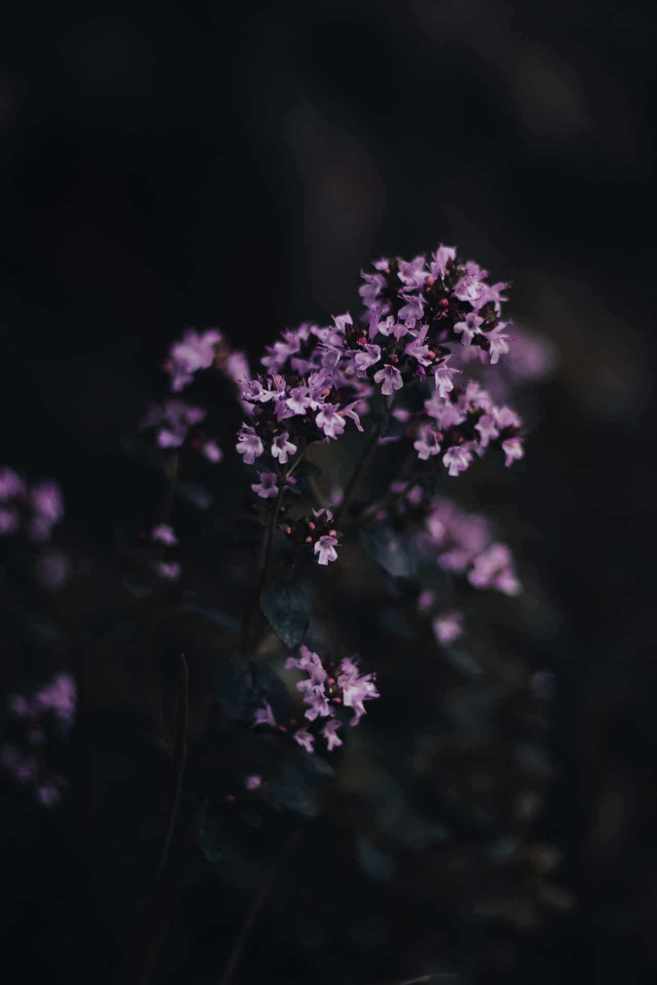 Aesthetic Dark Purple Flower Bunch Background