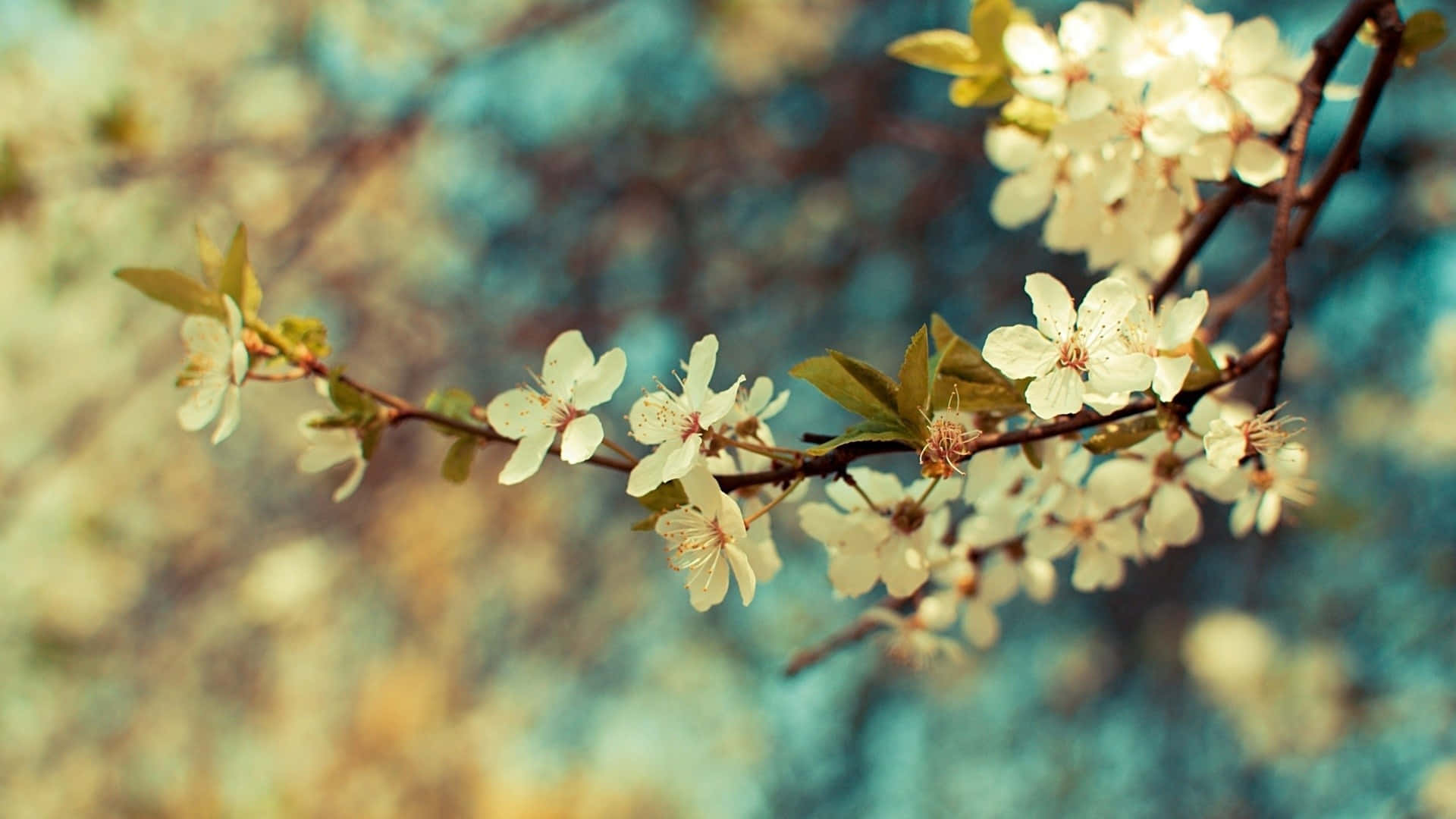 Aesthetic Desktop Wallpaper Of Delicate Pink Flowers Background