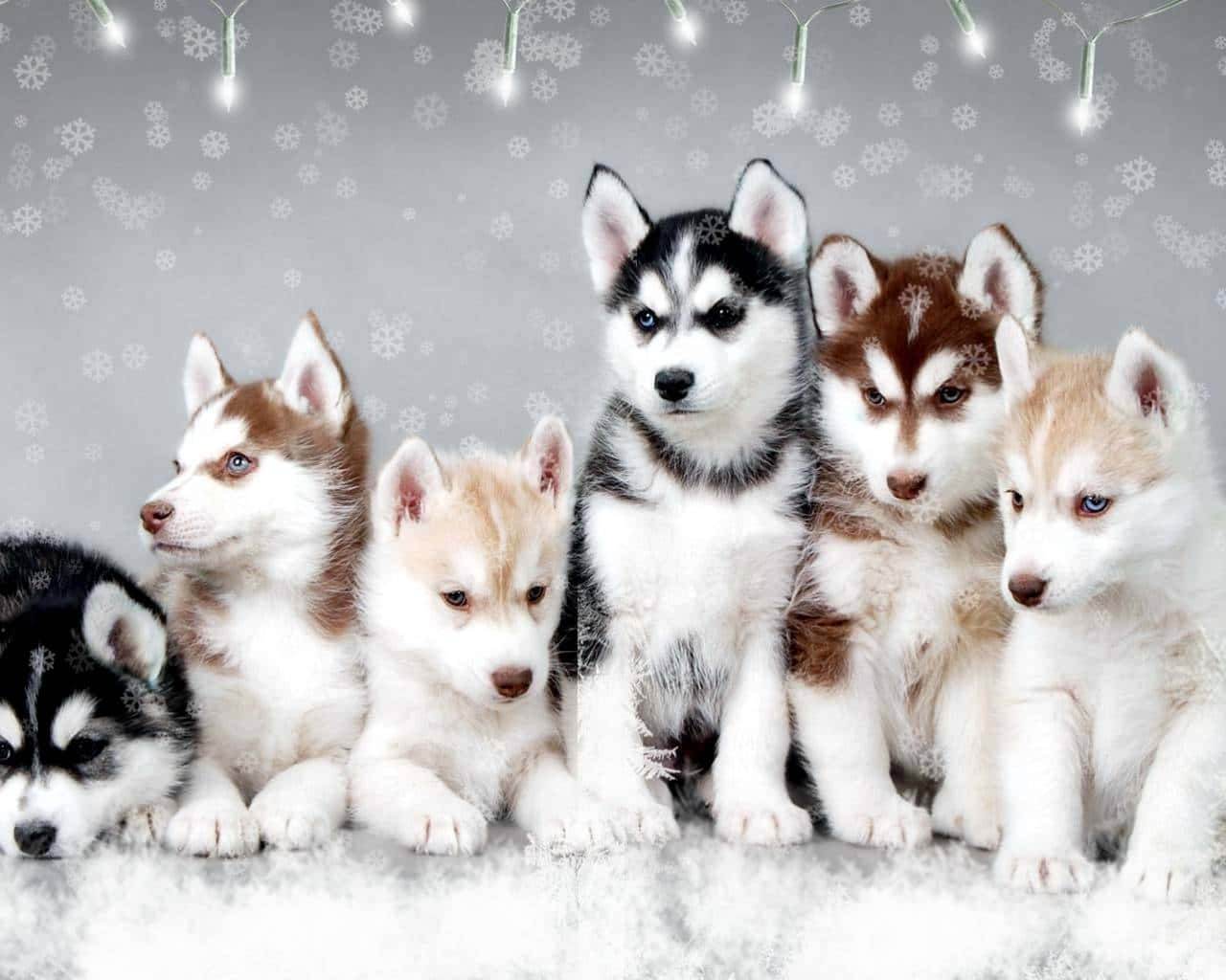 Aesthetic Dogs Husky Puppies