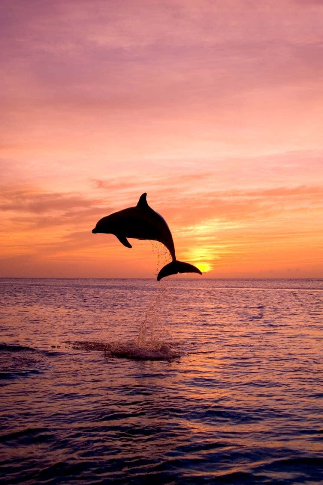 Aesthetic Dolphin Sunset