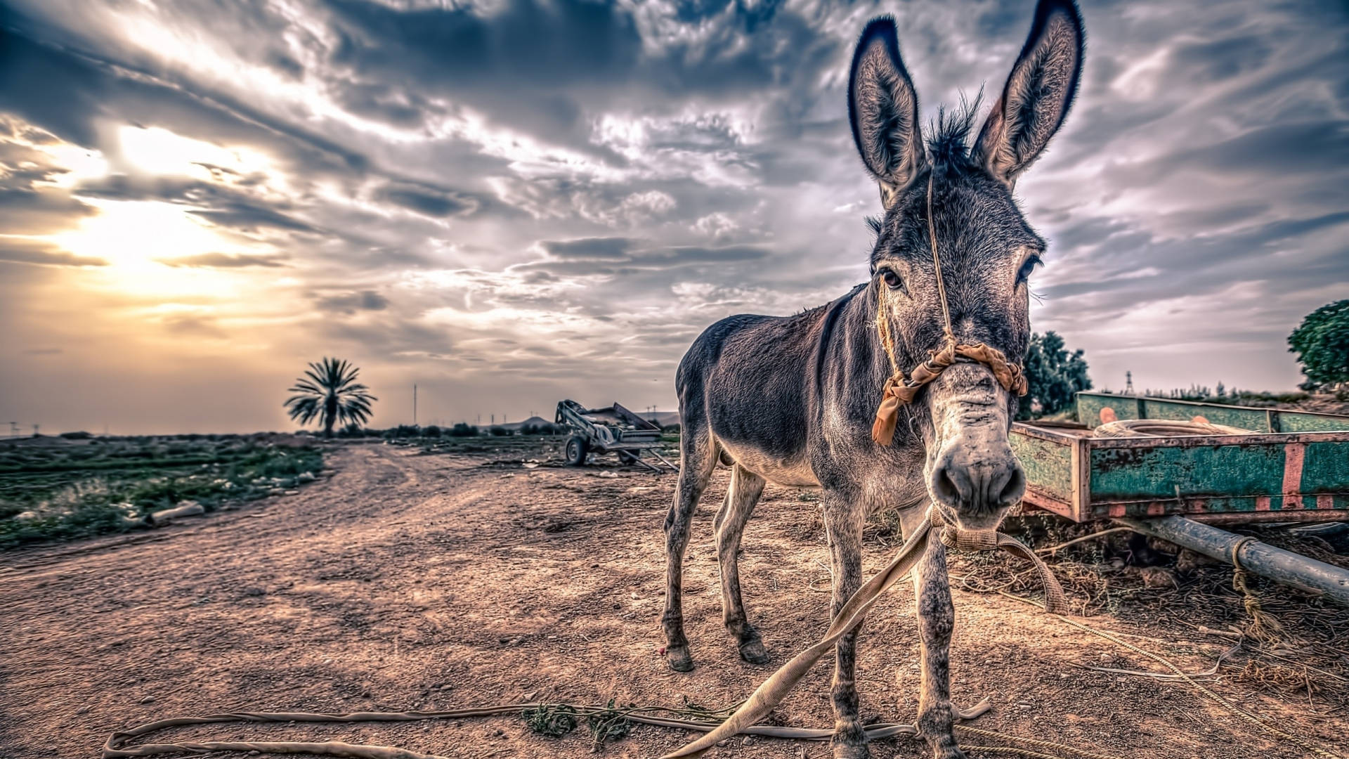 Aesthetic Donkey On Farm Background