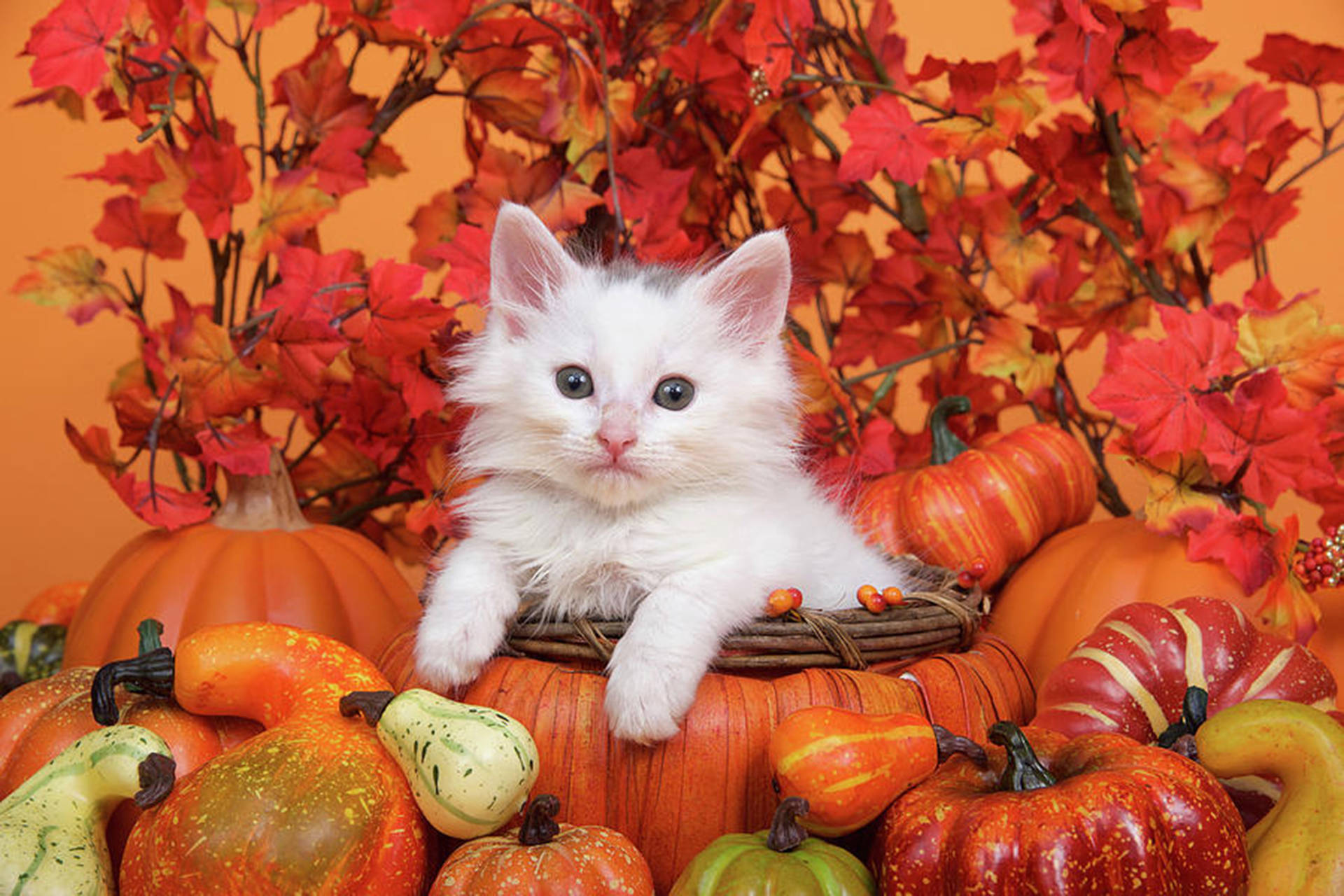 Aesthetic Fall Cat Background