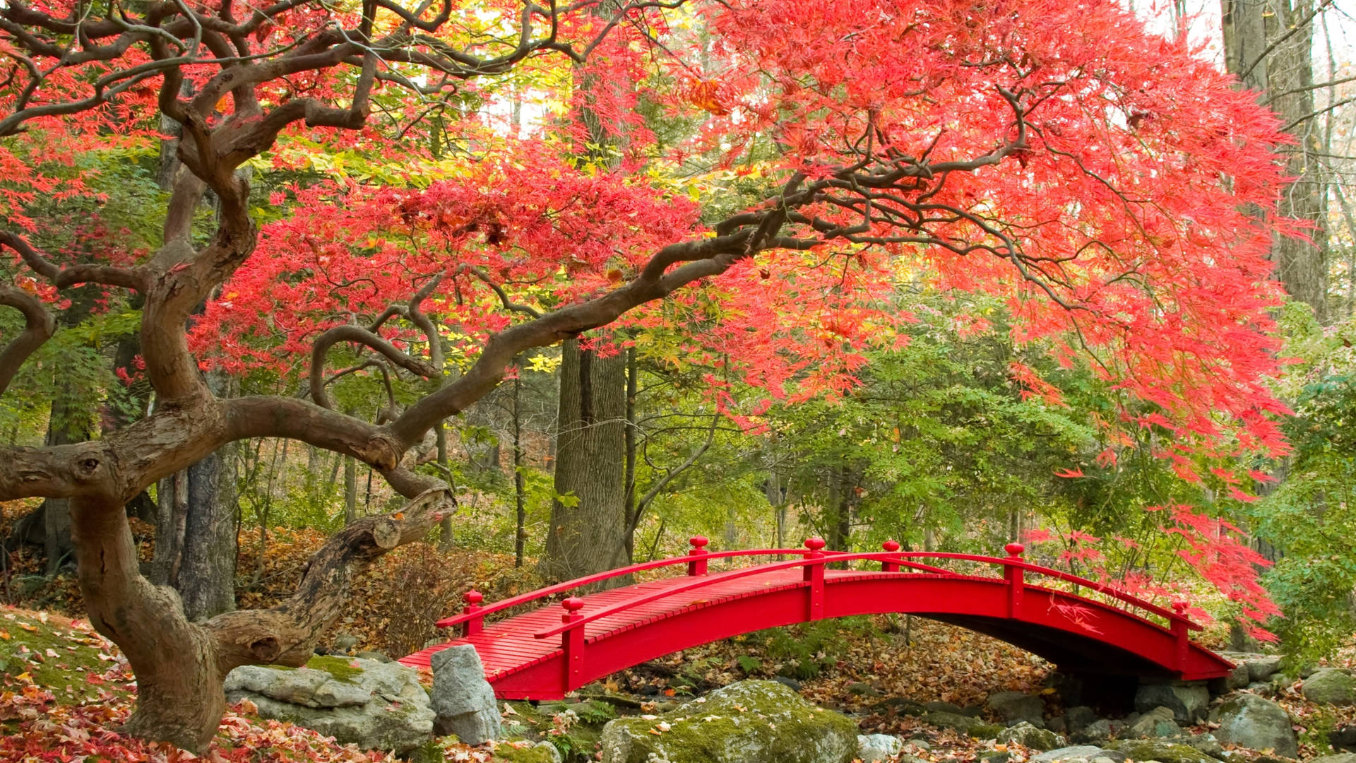 Aesthetic Fall Japanese Garden Background