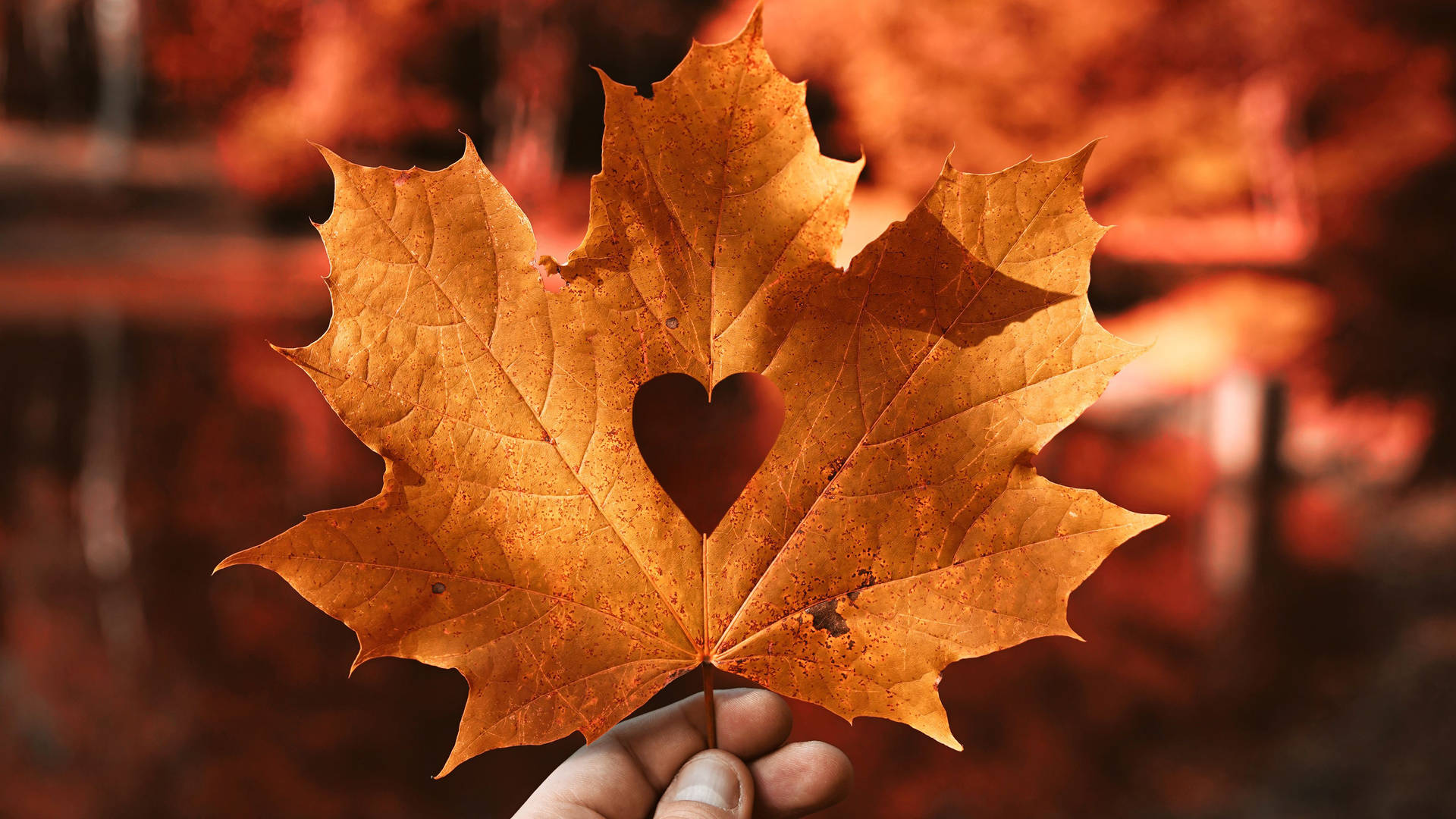 Aesthetic Fall Leaf With Heart Background