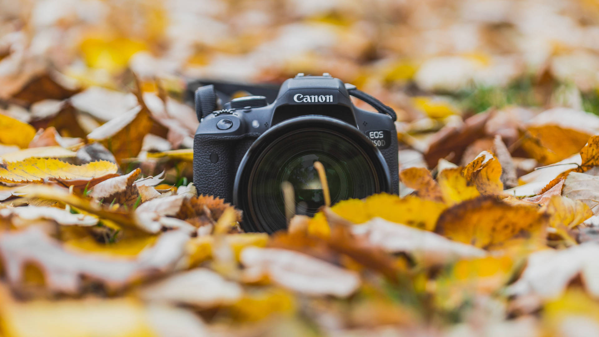 Aesthetic Fall Leaves With Camera Background