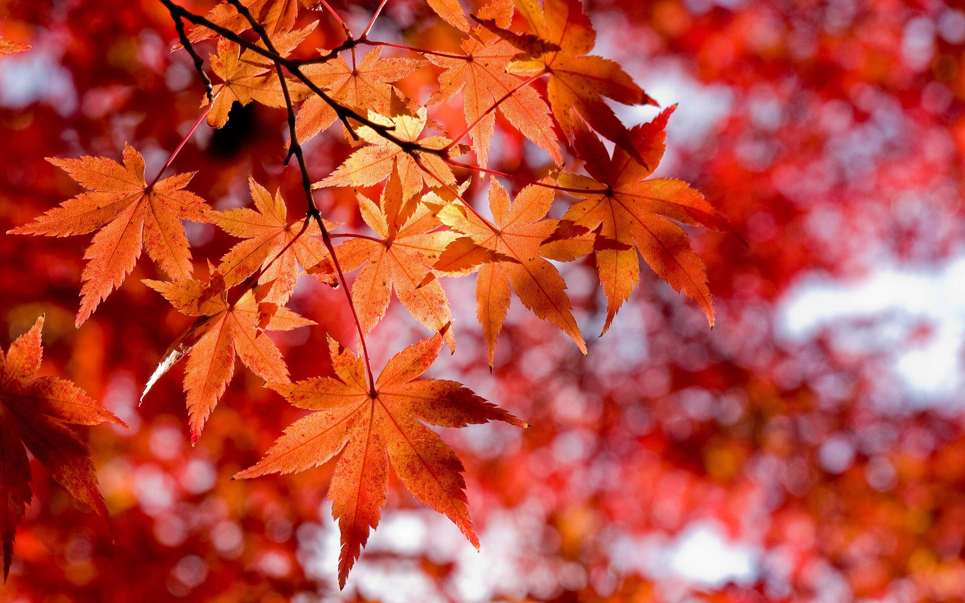 Aesthetic Fall Orange Maple Tree Background