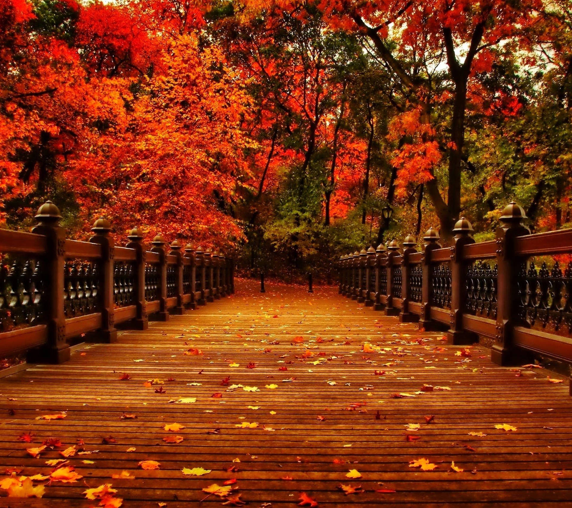 Aesthetic Fall Path Walk Background