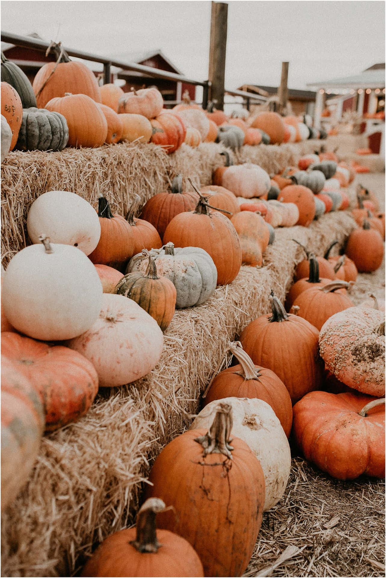 Aesthetic Fall Pumpkin Parade Background