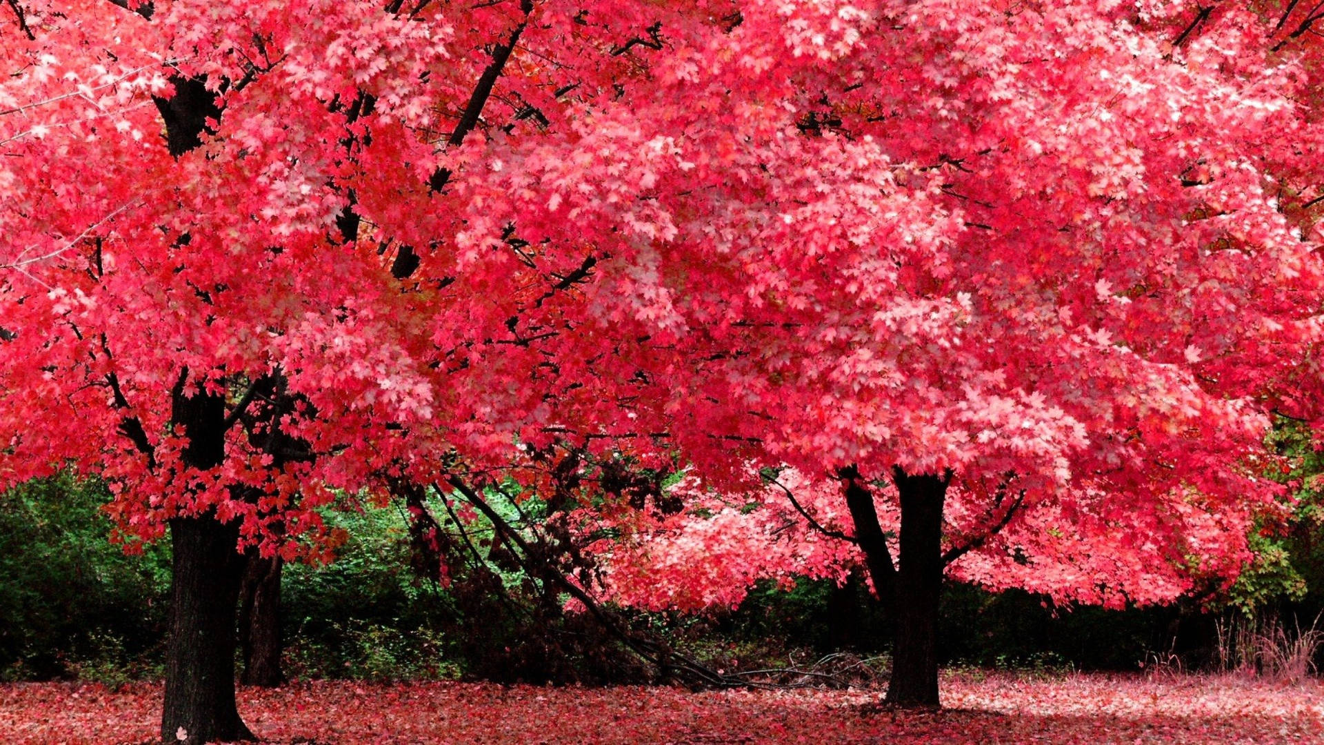 Aesthetic Fall Red Maple Trees Background