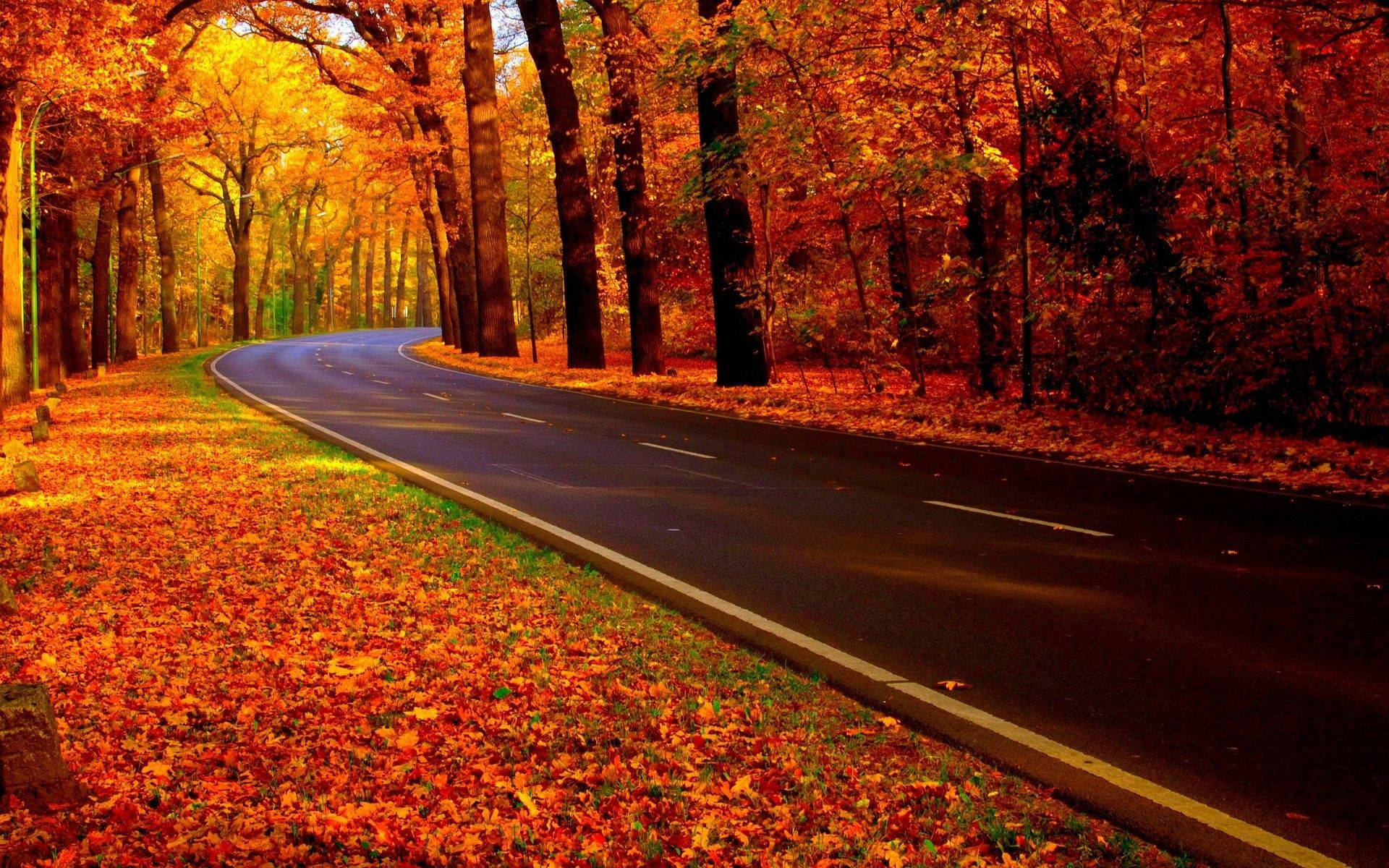Aesthetic Fall Roadside Background
