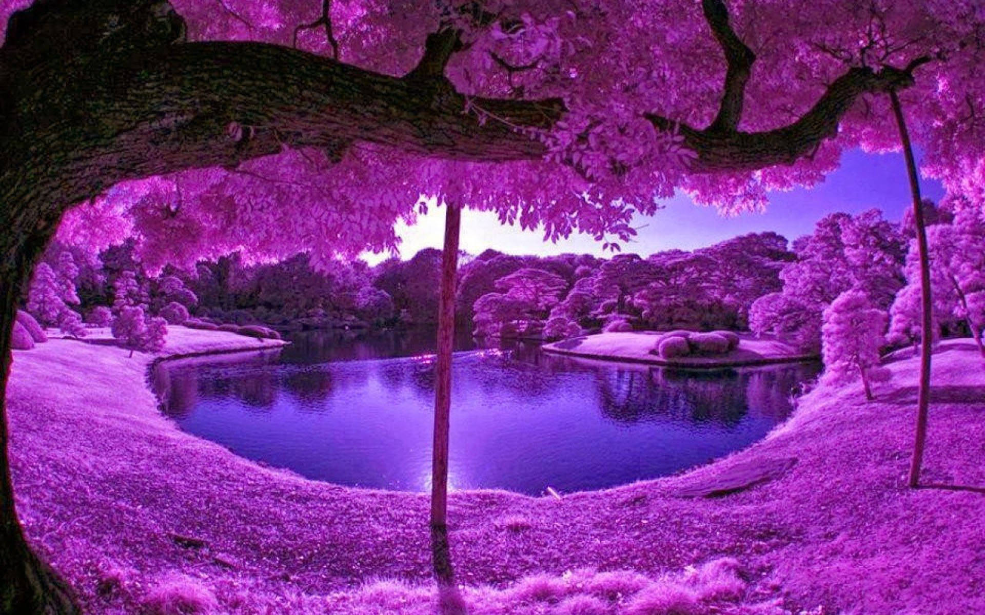 Aesthetic Fall Violet Trees Background