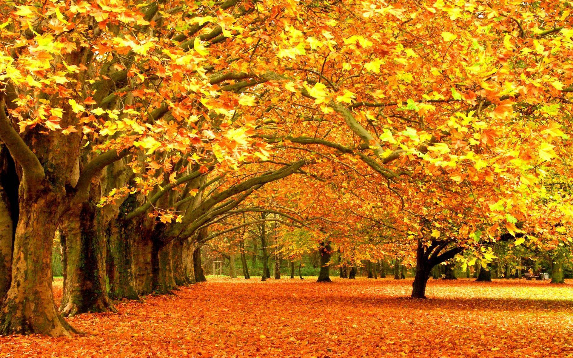 Aesthetic Fall Yellow Maple Trees Background
