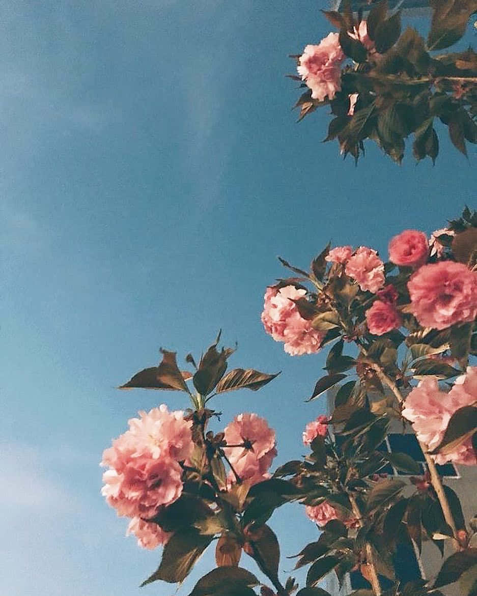 Aesthetic Floral And Sky Background