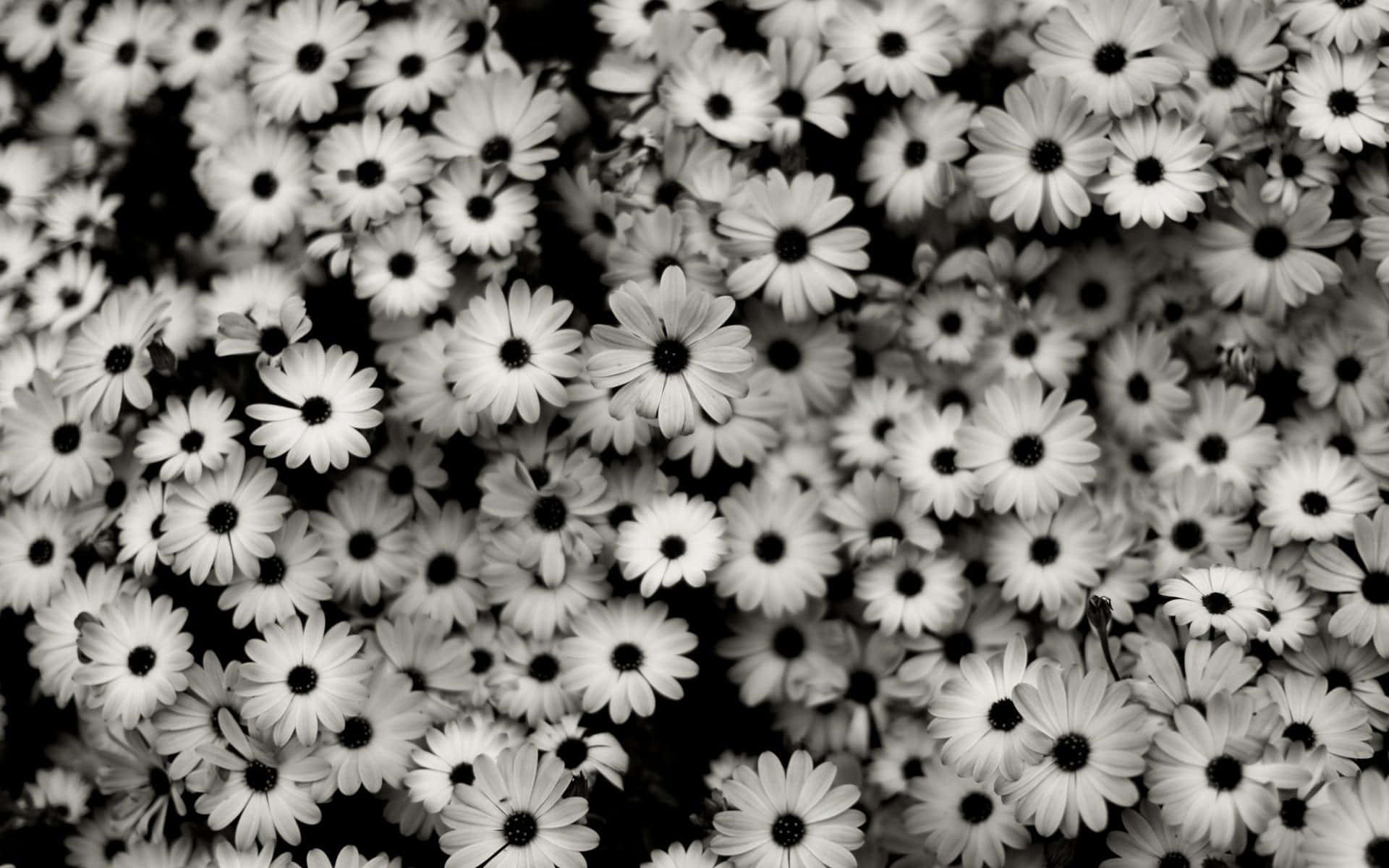 Aesthetic Floral Black And White Background