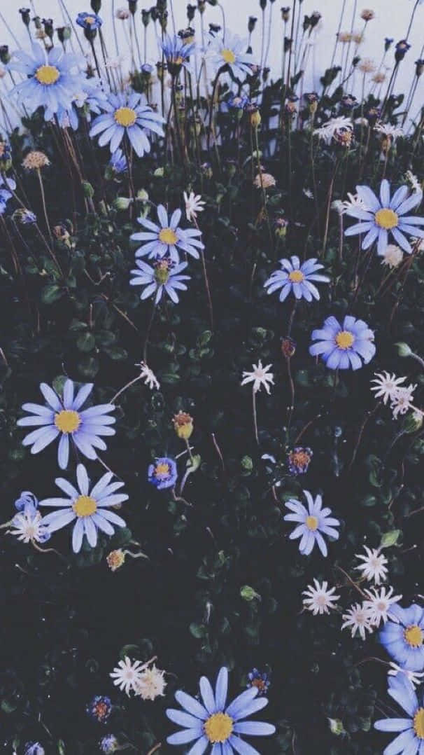 Aesthetic Floral Daisies Background