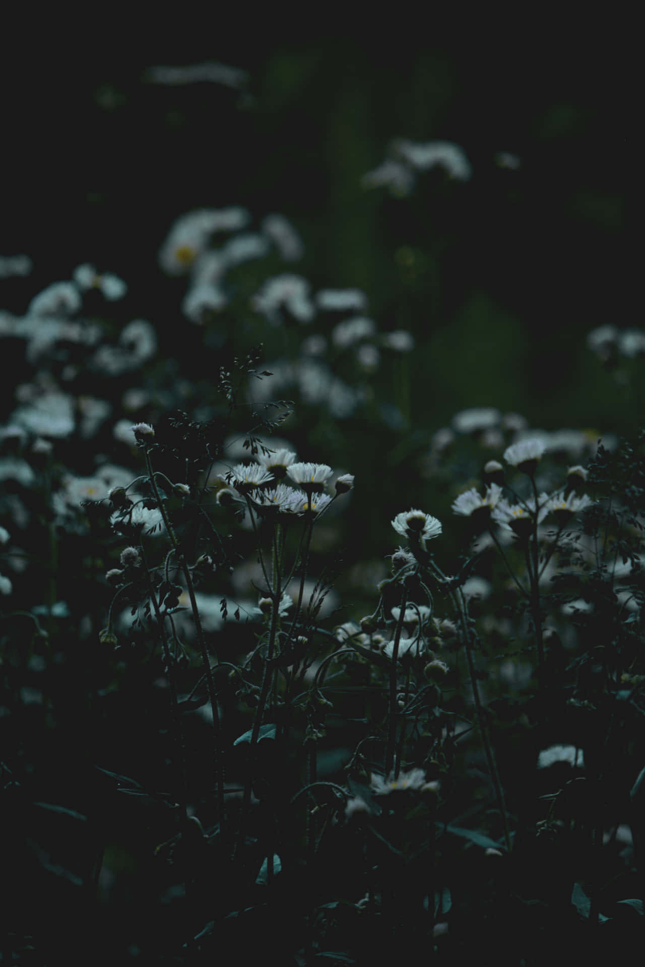 Aesthetic Flower Field In Dark Background