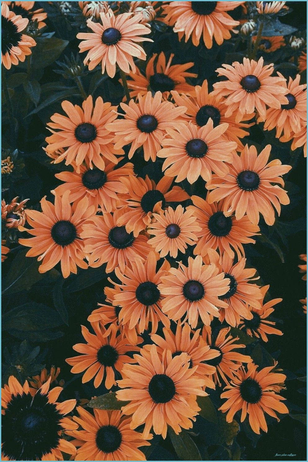 Aesthetic Flower Iphone Background