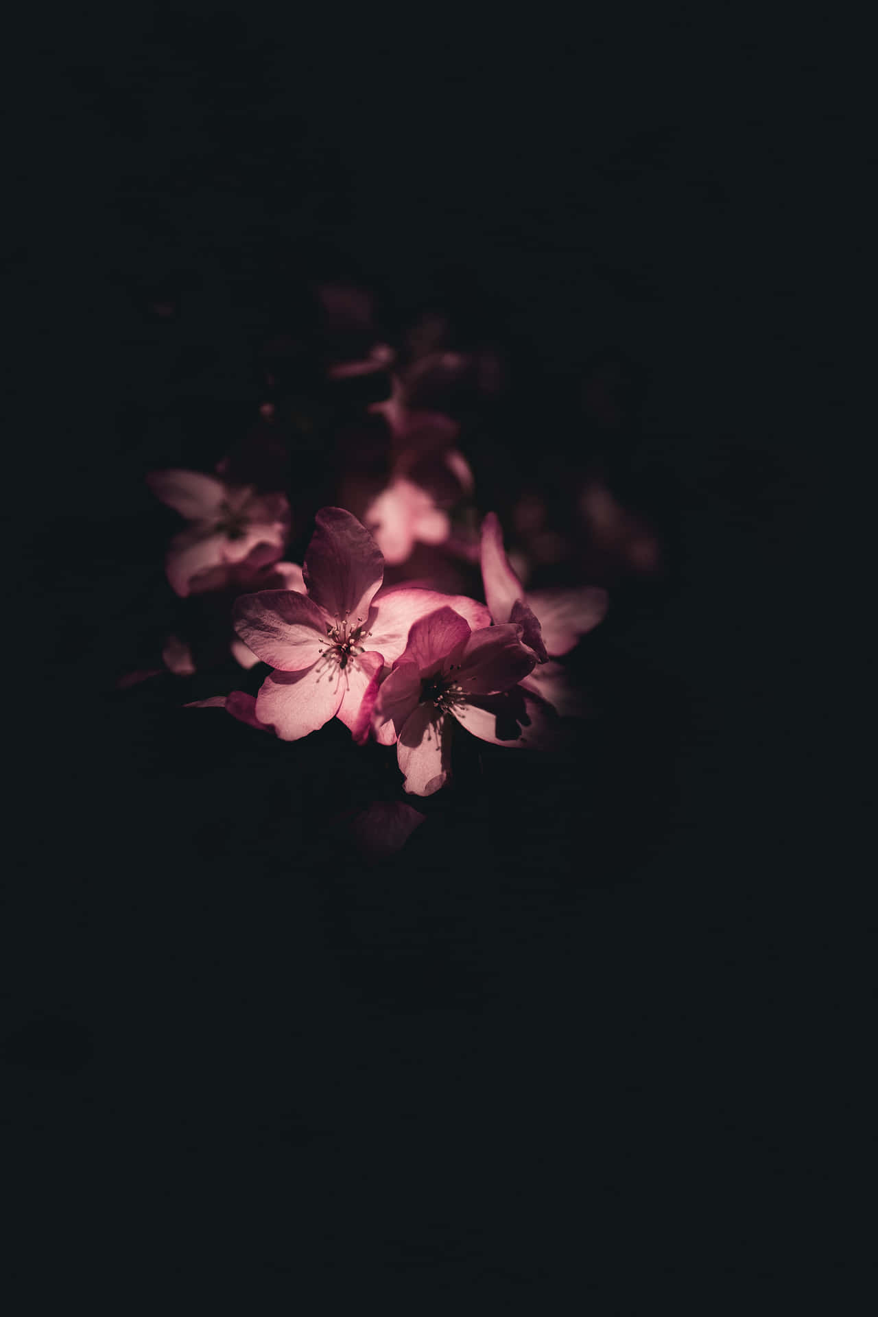 Aesthetic Flower Petals In Dark Background