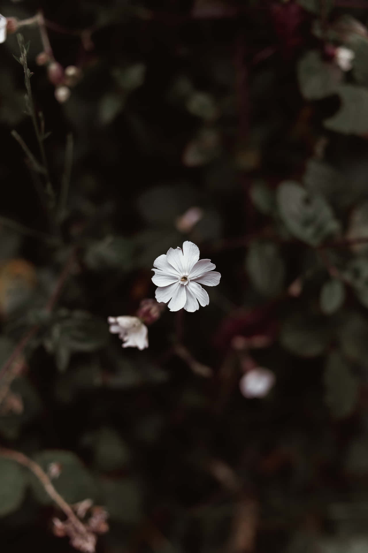 Aesthetic Flower Surrounded With Dark Leaves Background