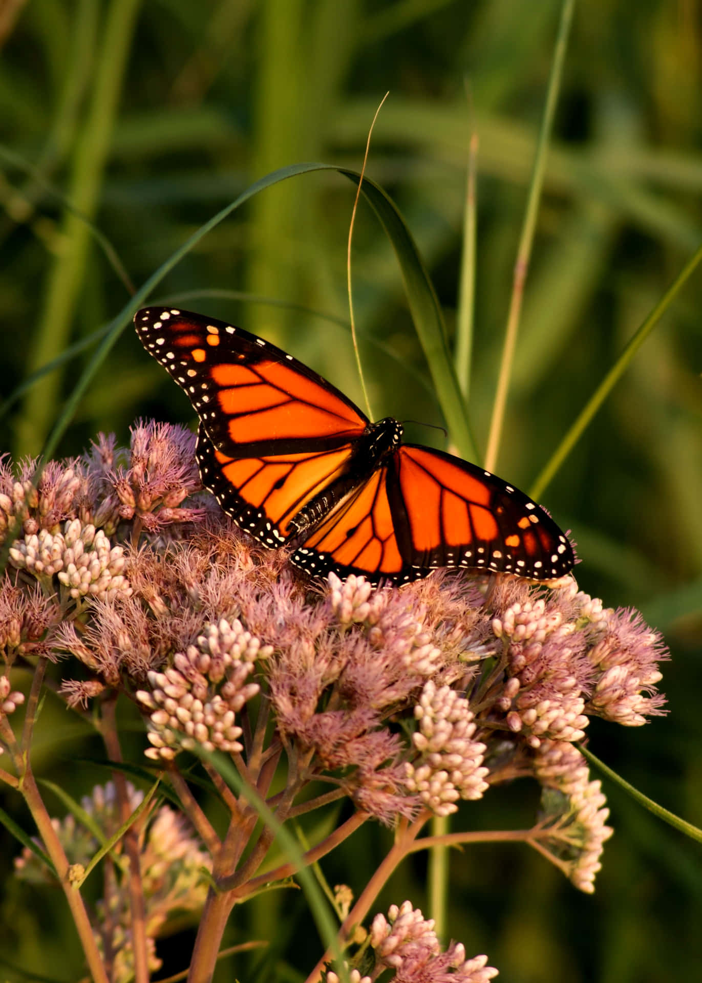 Aesthetic Flowers And Butterflies Bright Orange Background