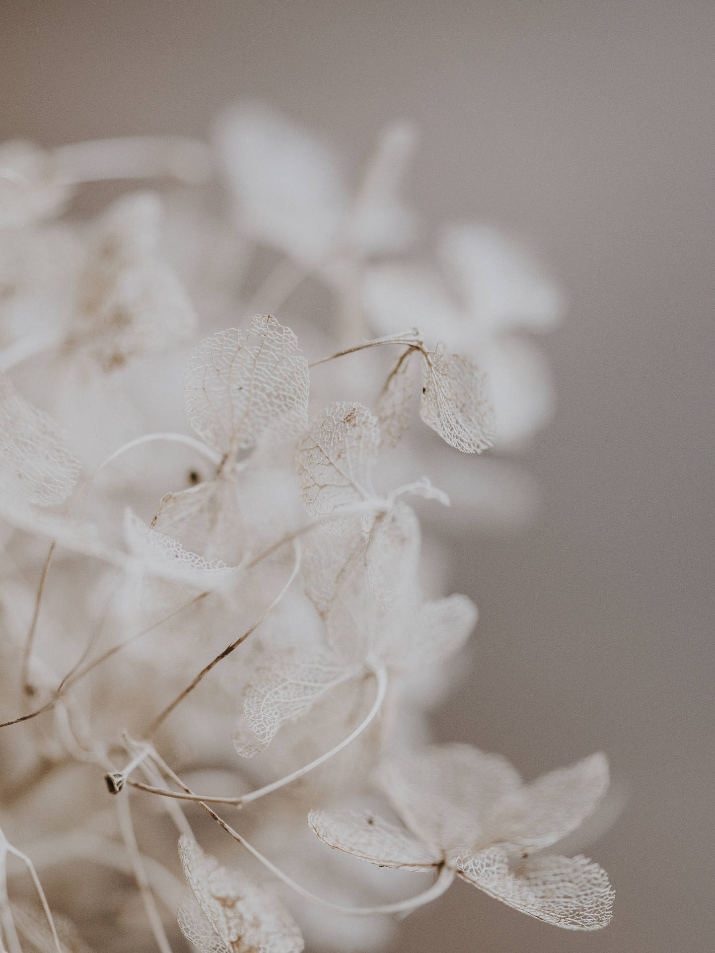 Aesthetic Flowers White Background