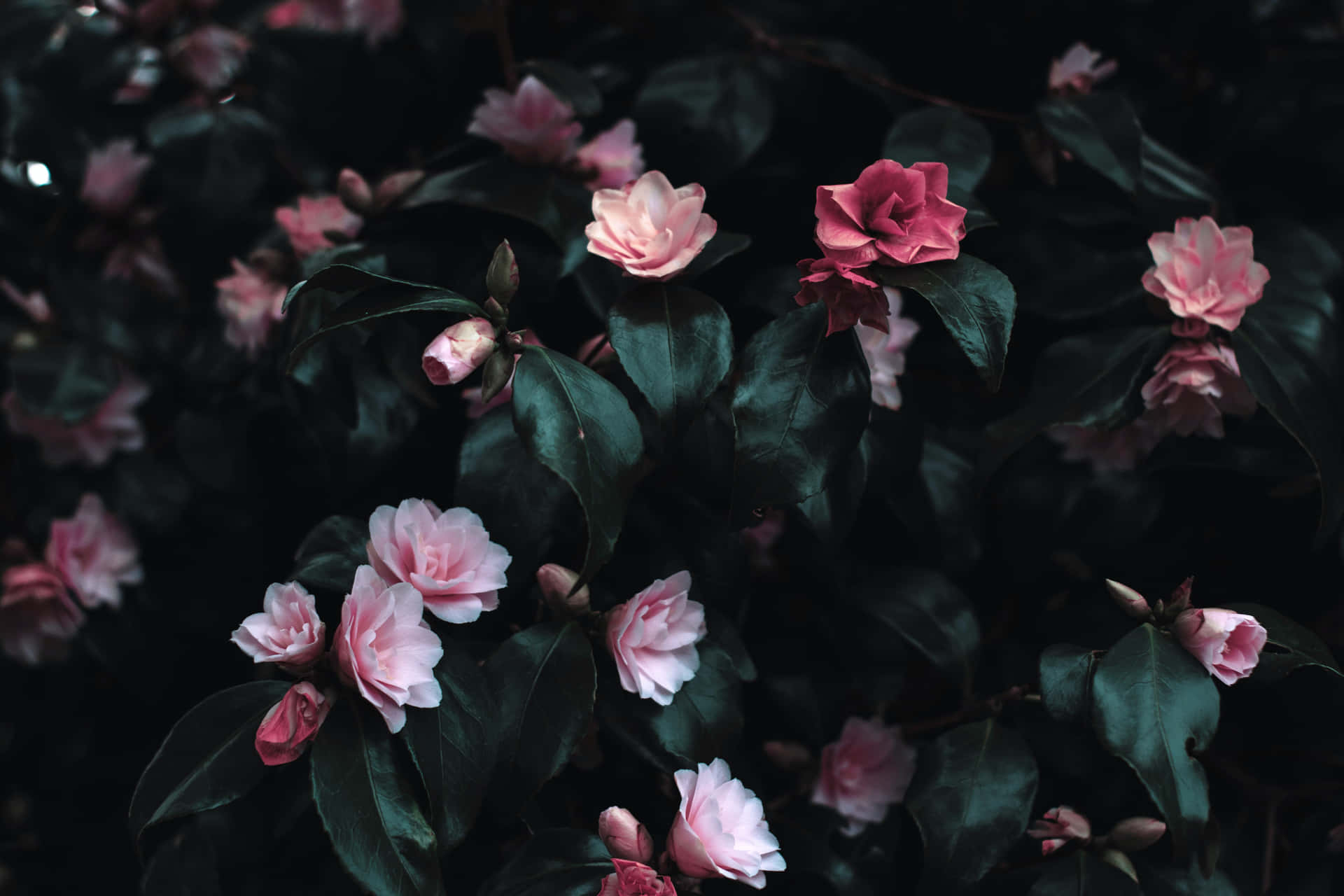 Aesthetic Flowers With Dark Leaves Background