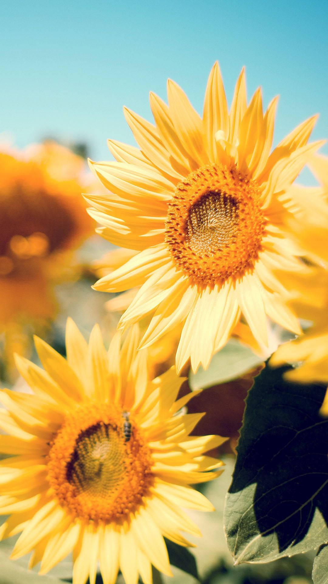 Aesthetic Focused Sunflower Iphone Background