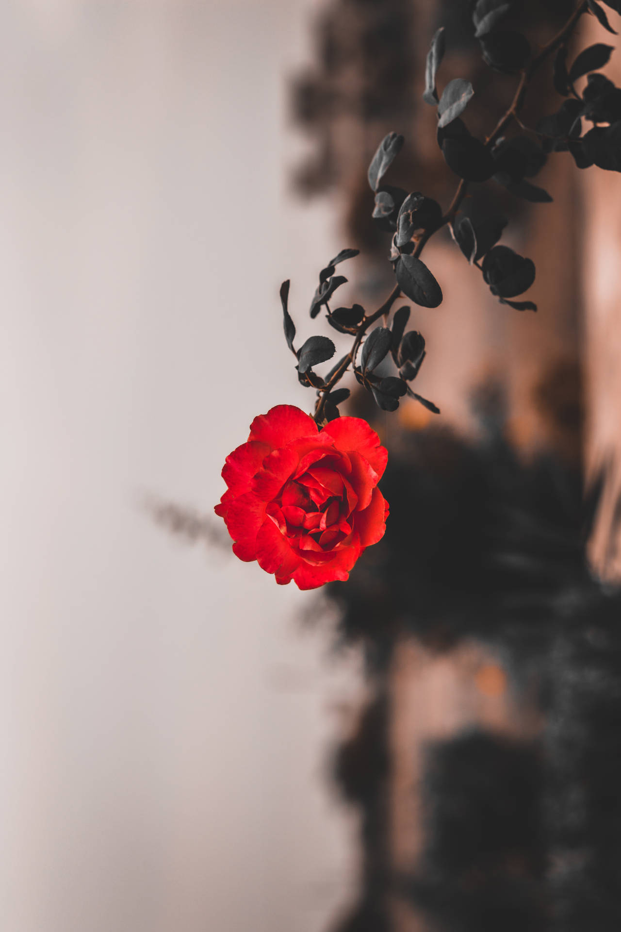 Aesthetic Fresh Red Rose Iphone Background