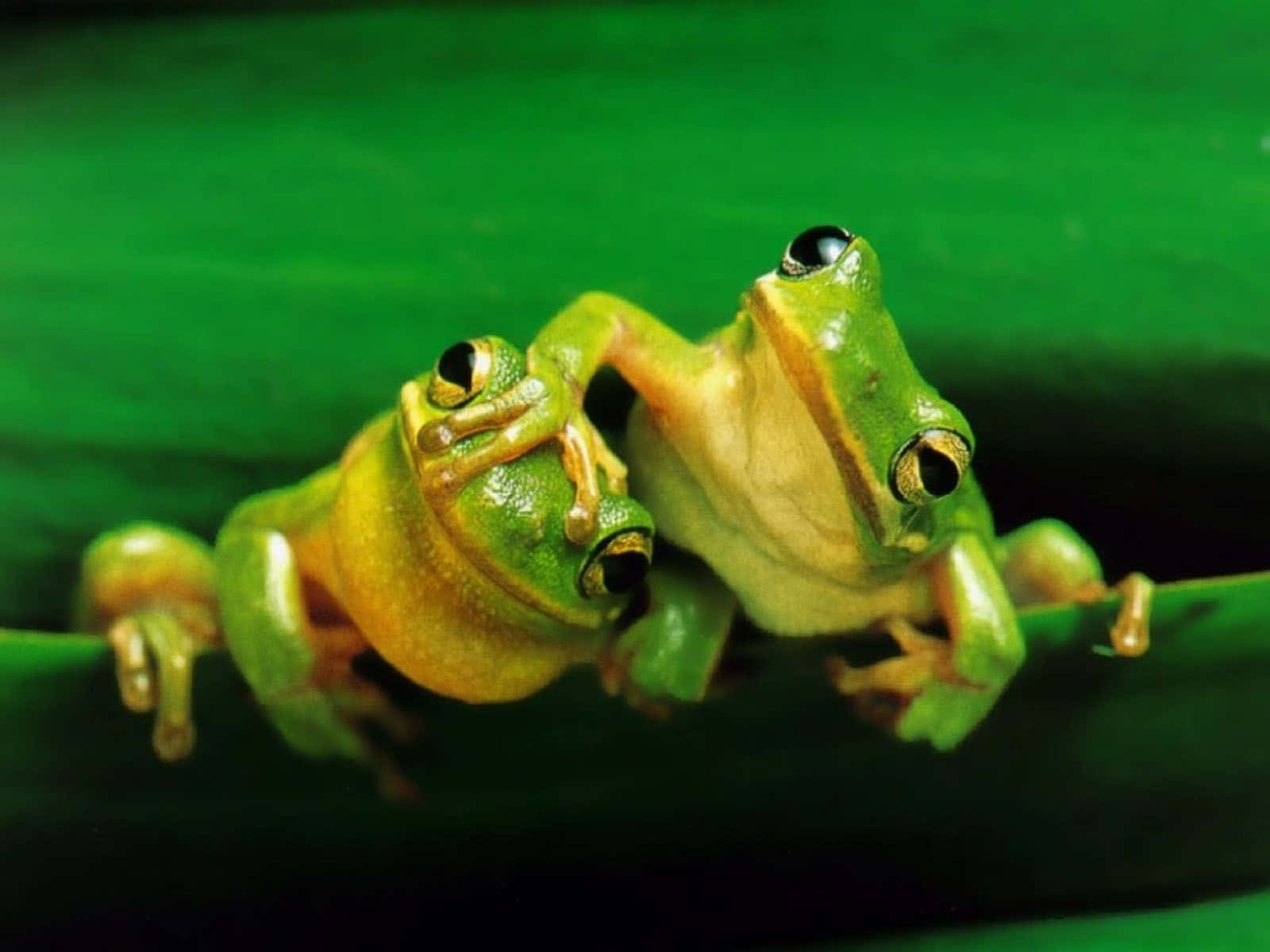 Aesthetic Frog Lounging On A Leaf Background