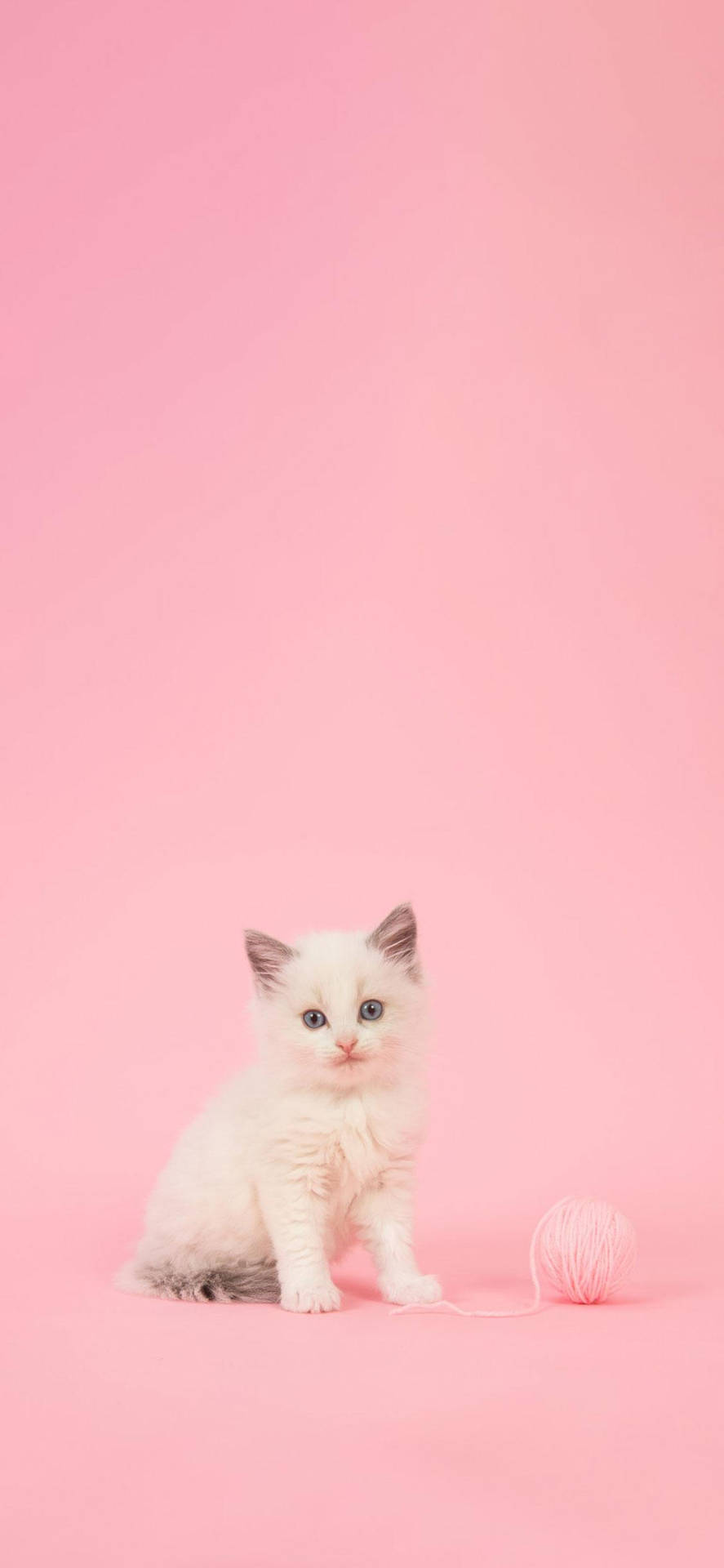 Aesthetic Girly Kitten Yarn Background