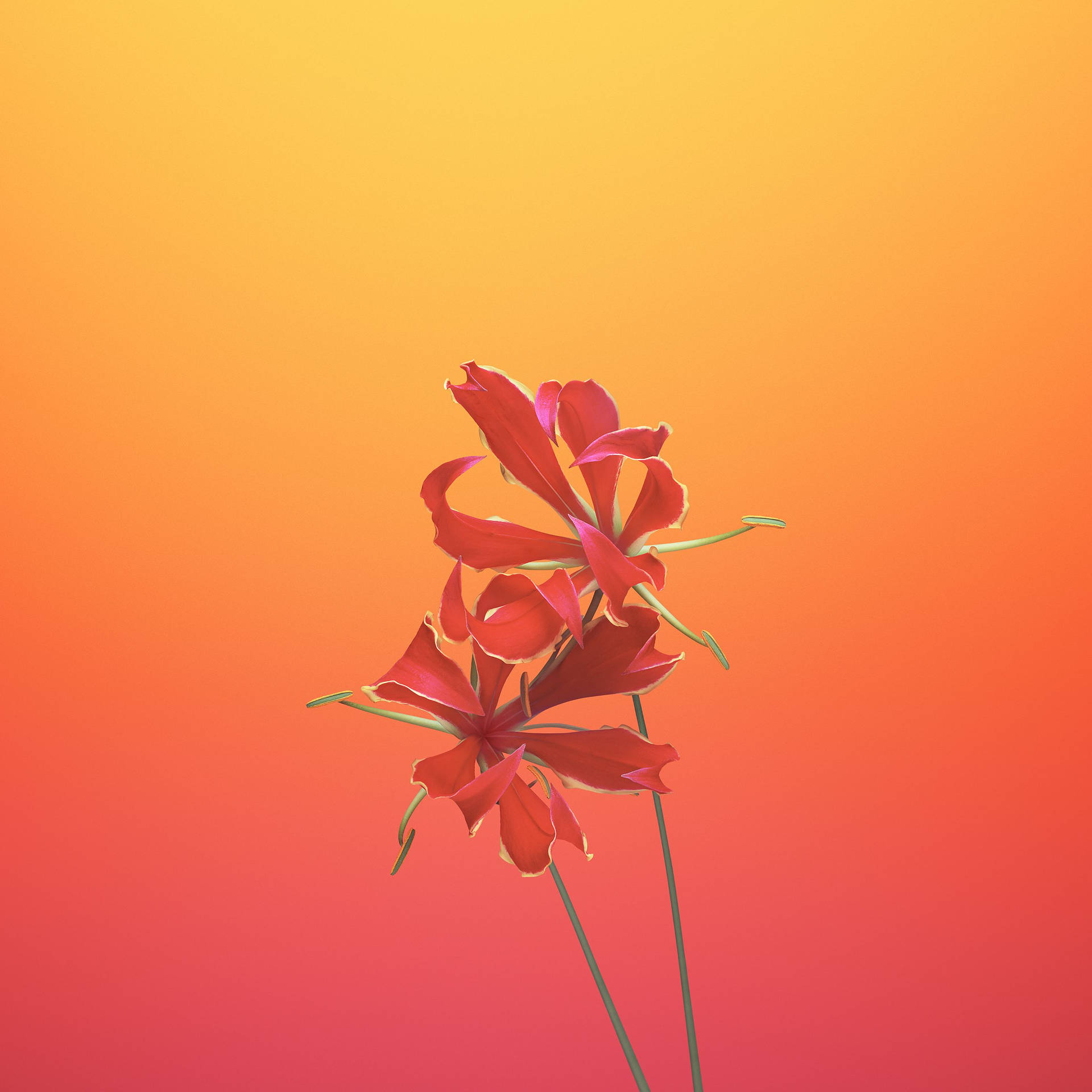 Aesthetic Gloriosa Orange Phone Background