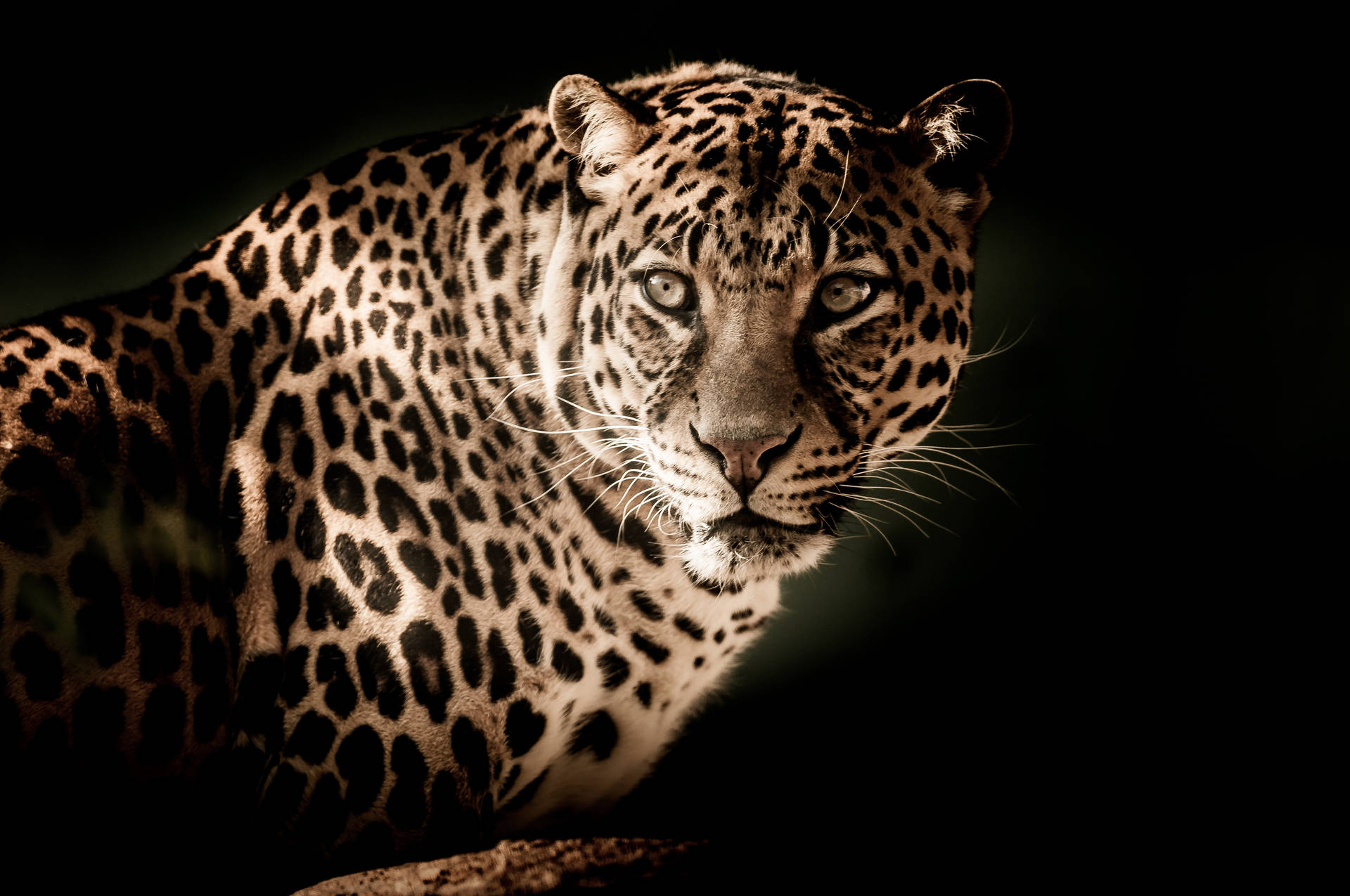 Aesthetic Glowing Leopard Hd Background