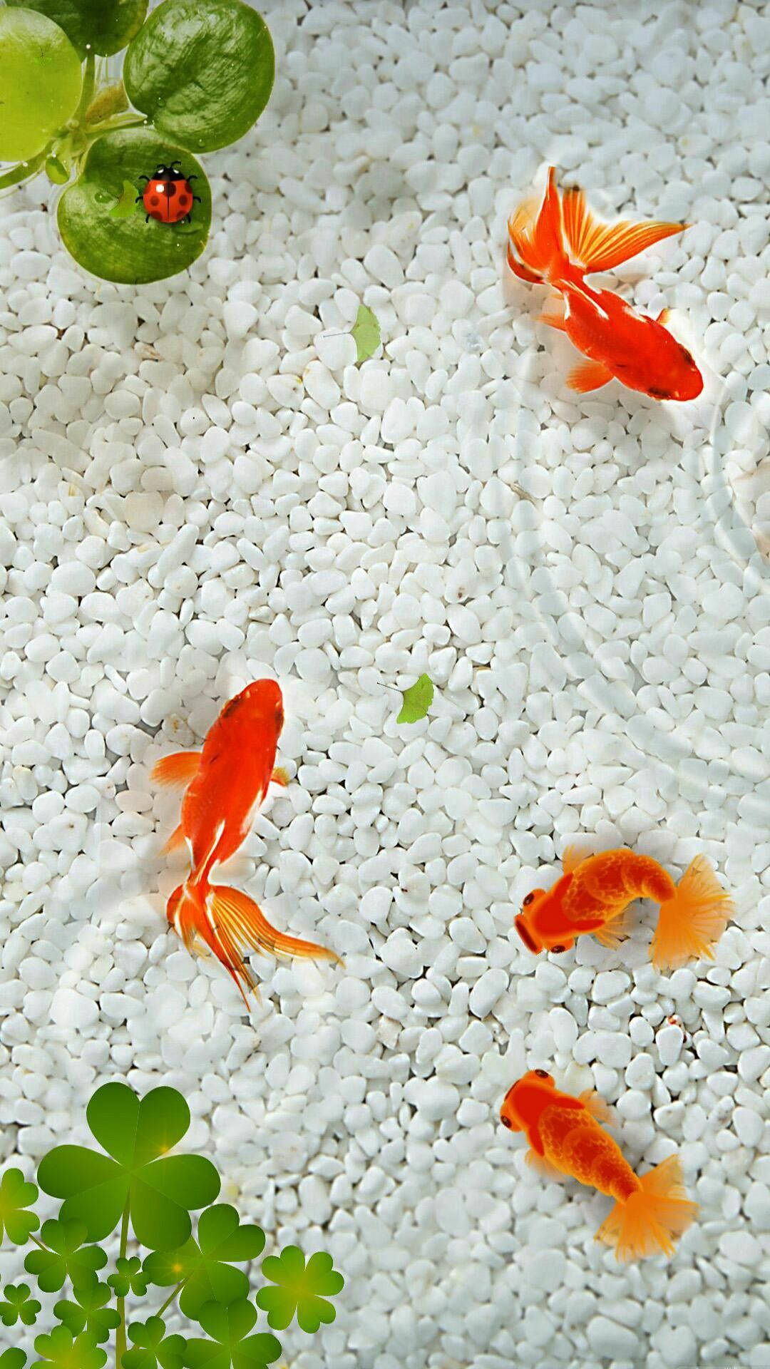 Aesthetic Goldfishes Background