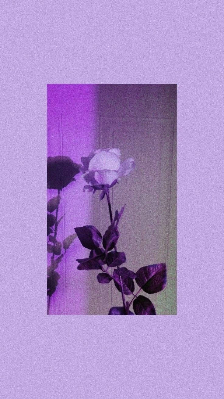 Aesthetic Grainy Purple Rose