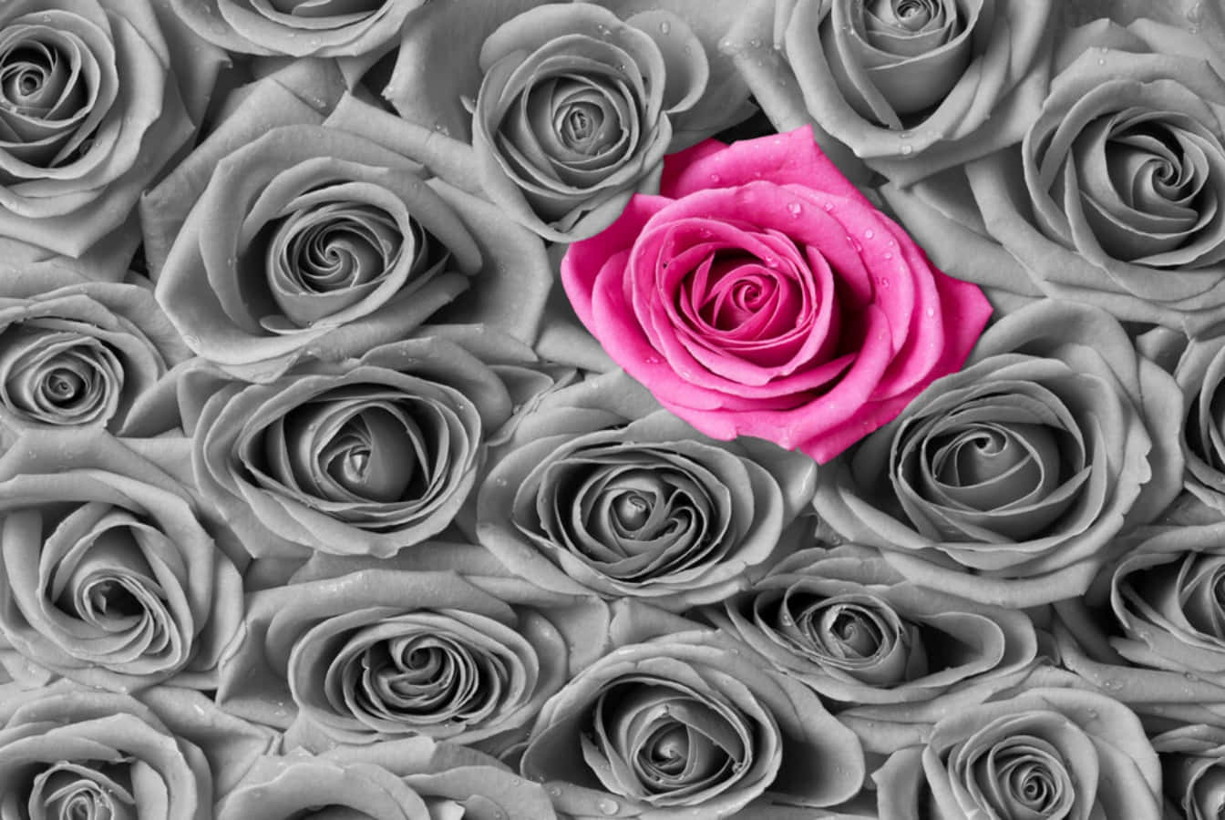 Aesthetic Gray And Pink Abstract Background Background
