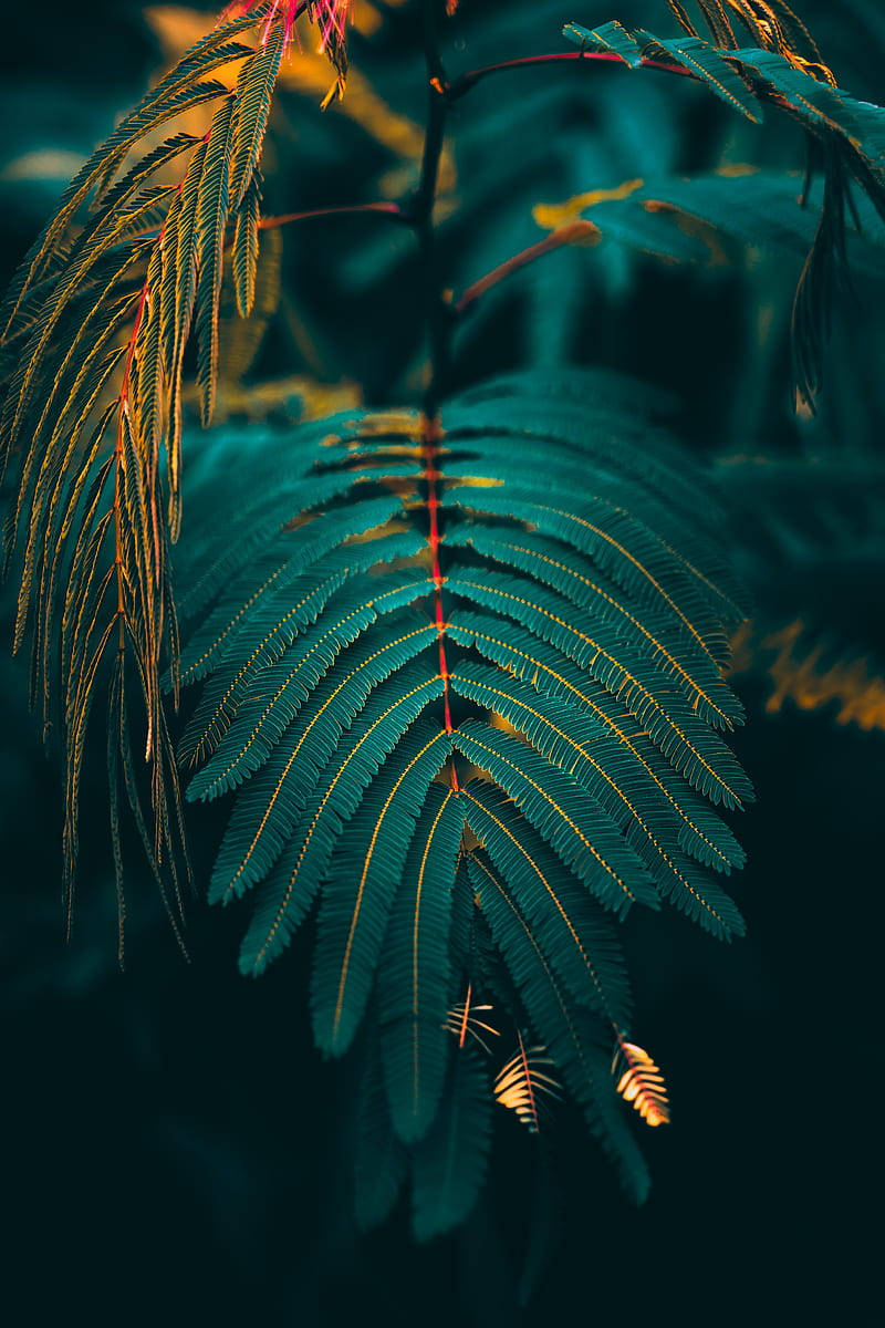 Aesthetic Green Leaves Hd Phone Background