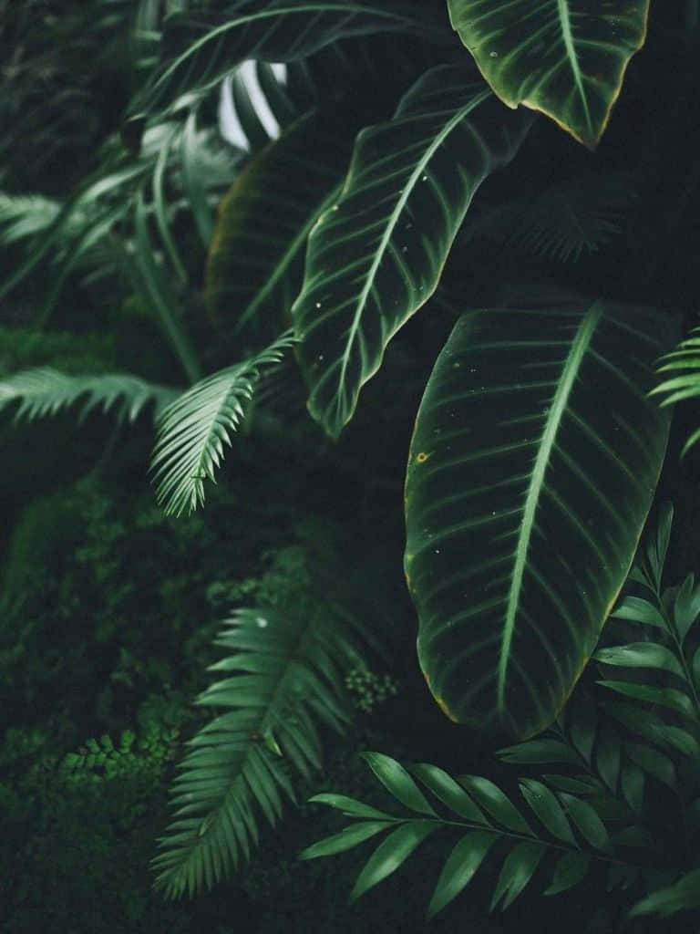 Aesthetic Green Plant Close Up
