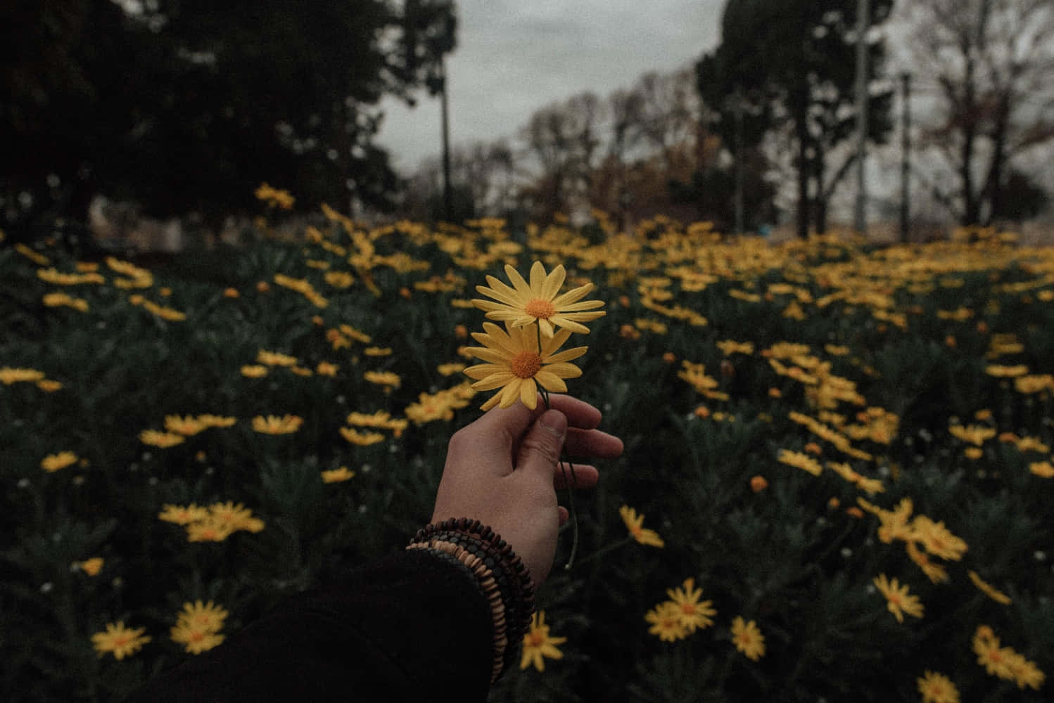 Aesthetic Grunge Desktop Dandelion Garden Background
