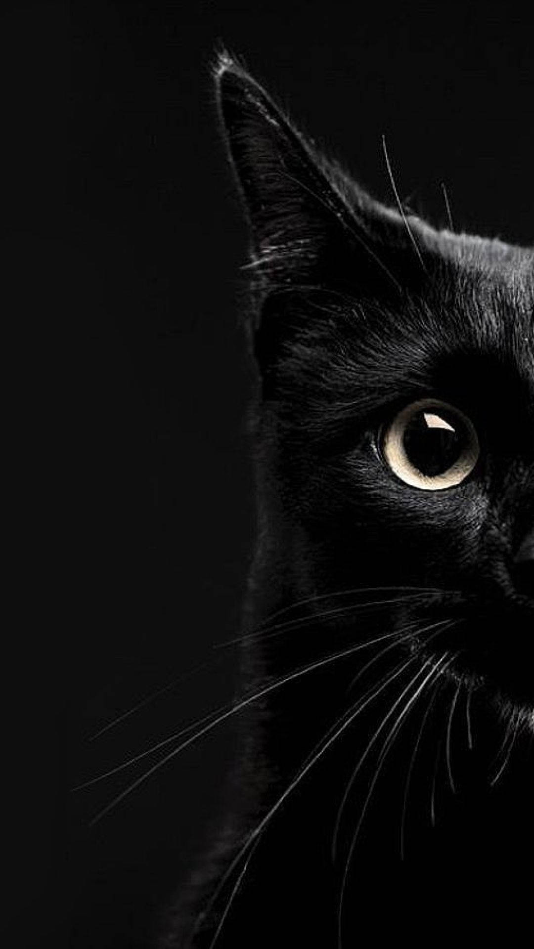 Aesthetic Half Shot Black Cat Iphone Background