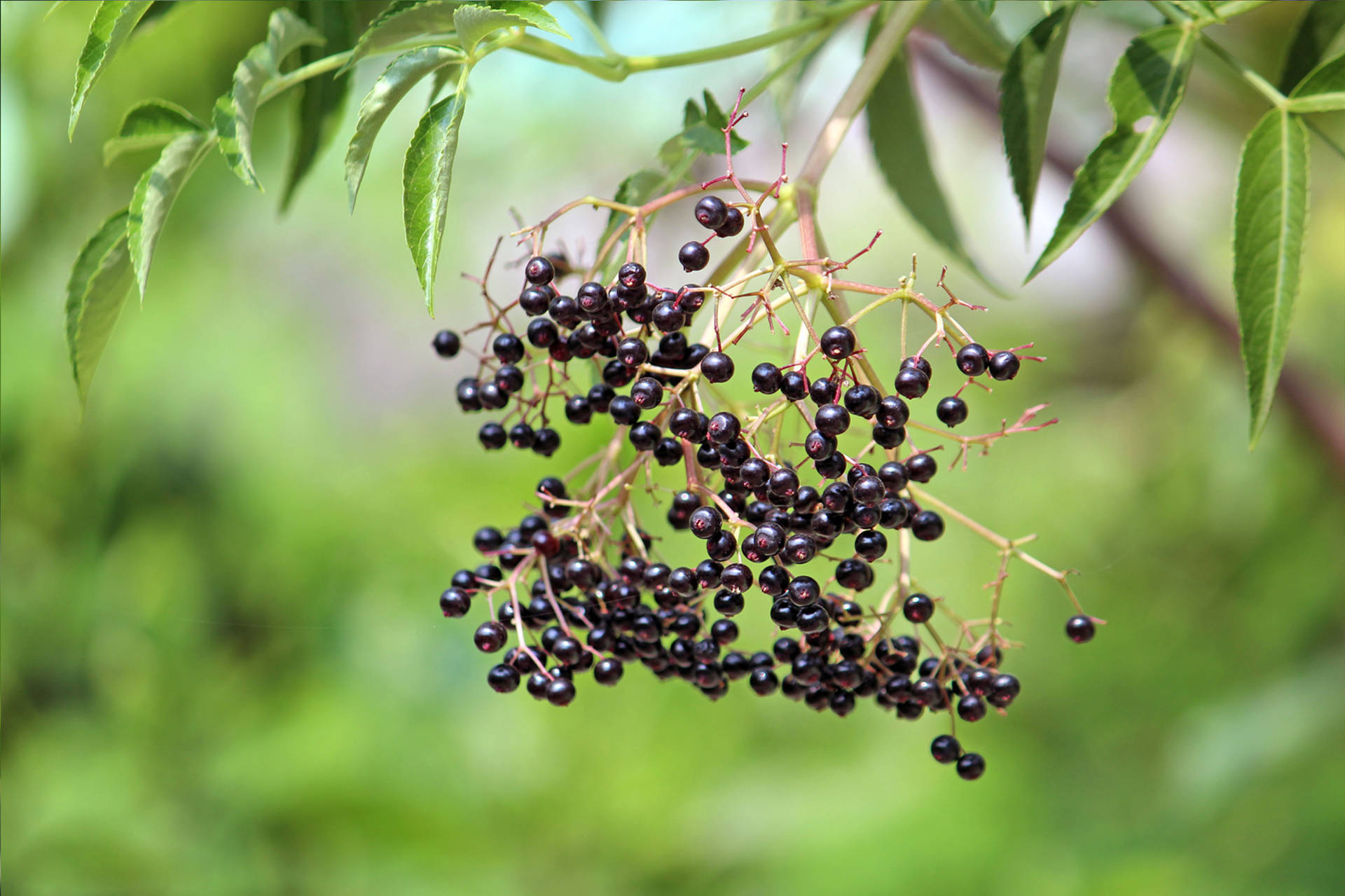 Aesthetic Hanging Purple Elderberry Fruits Background