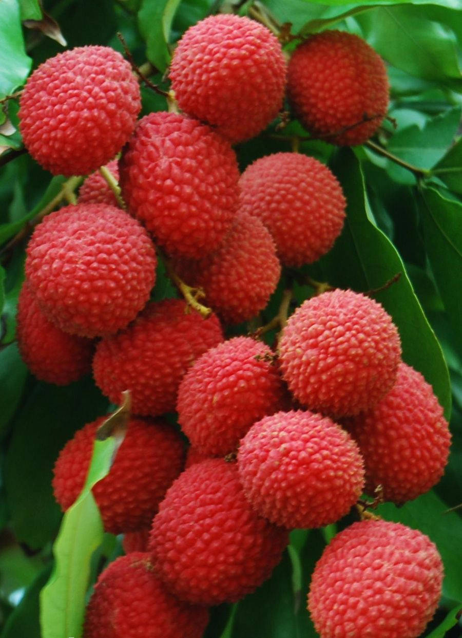 Aesthetic Hanging Red Lychee Fruits Background