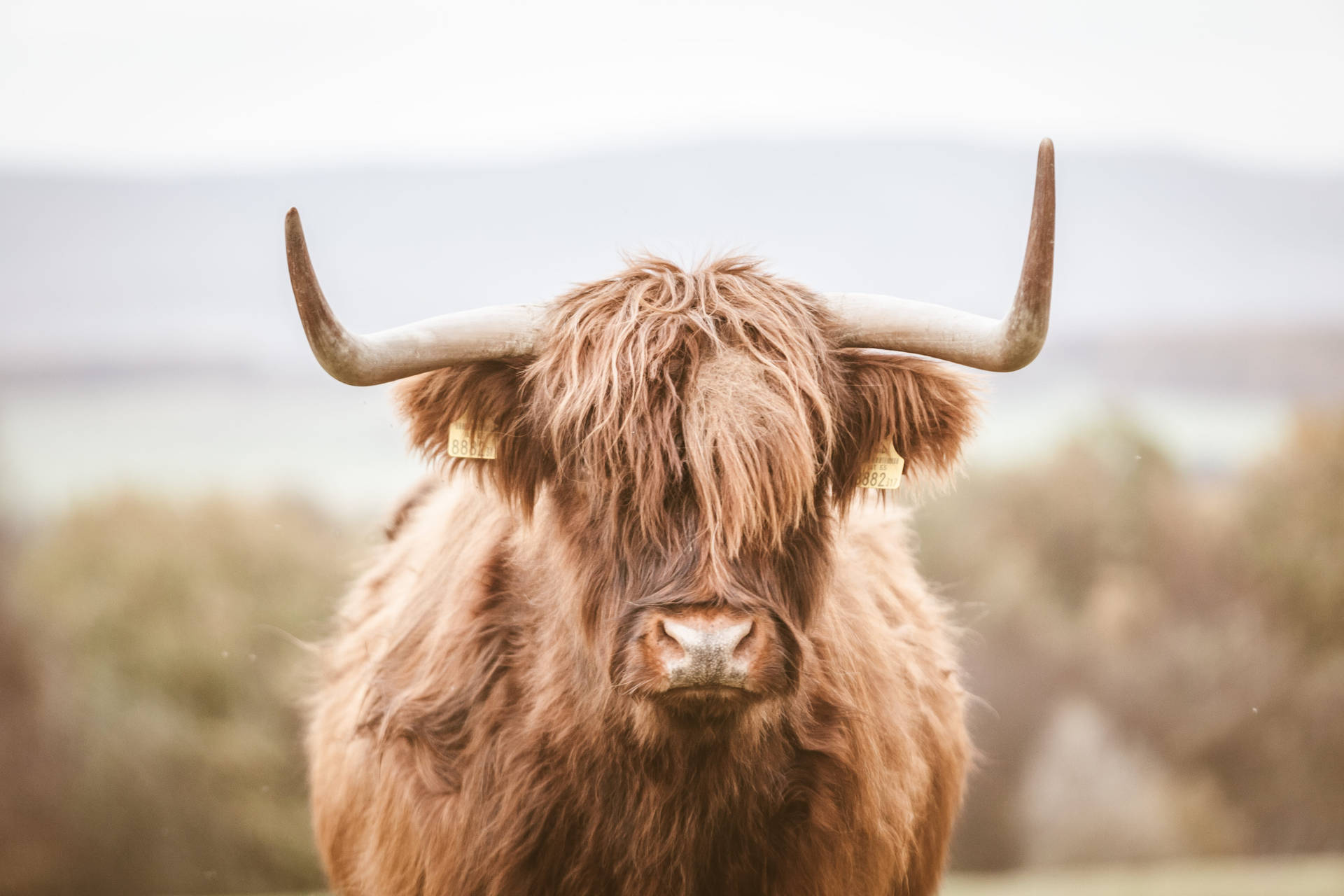 Aesthetic Highland Ox Background