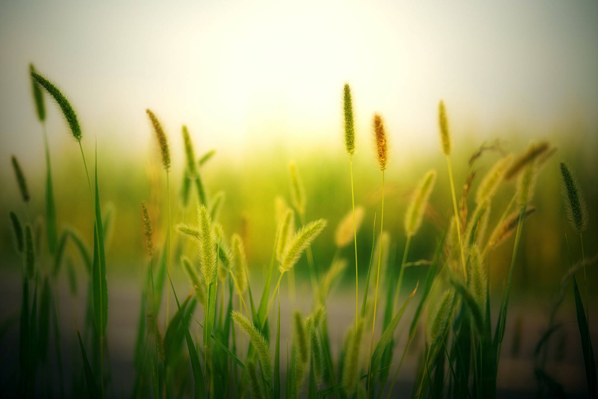 Aesthetic Hijau Grass
