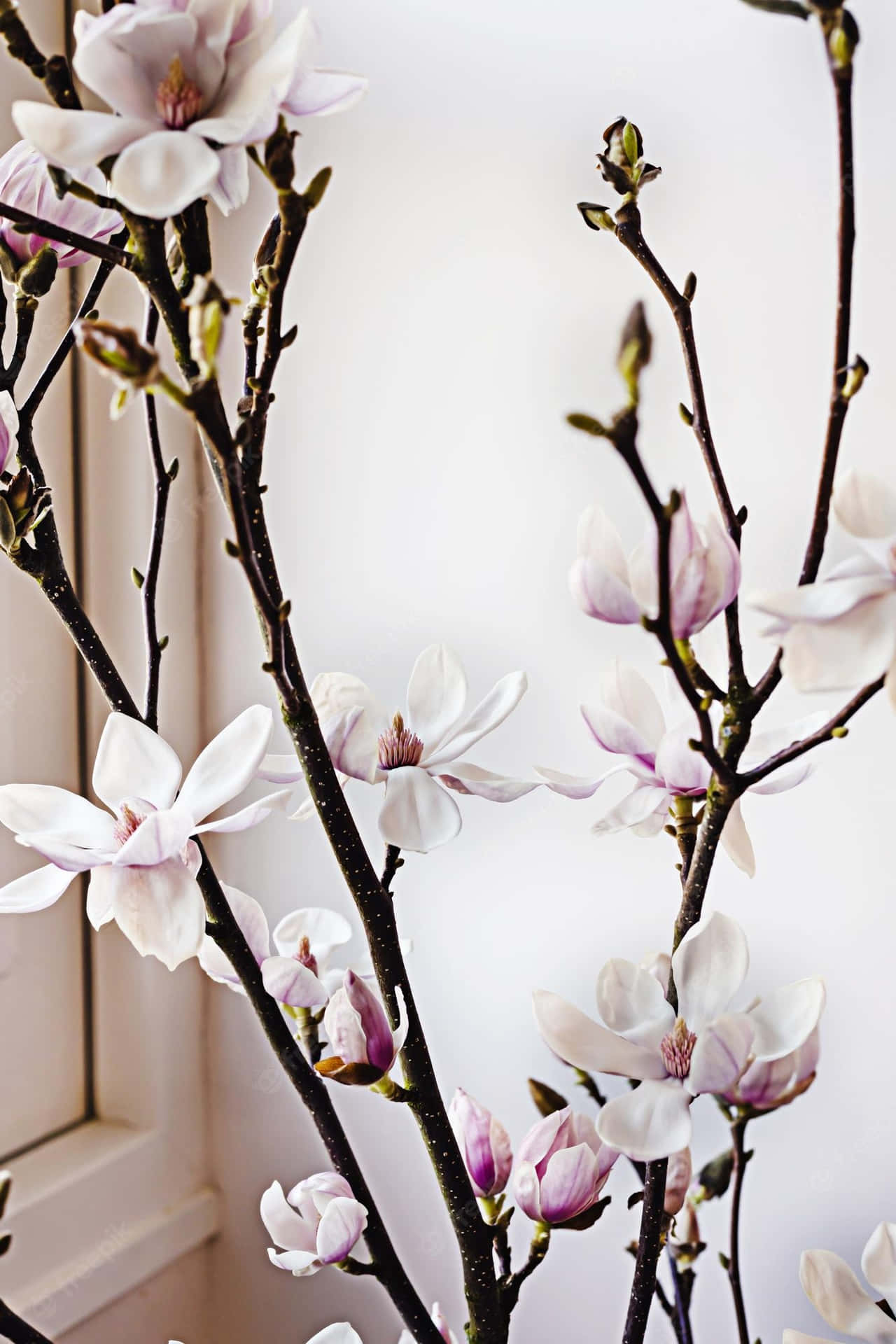 Aesthetic Indoor Yulan Magnolia Flower Plant