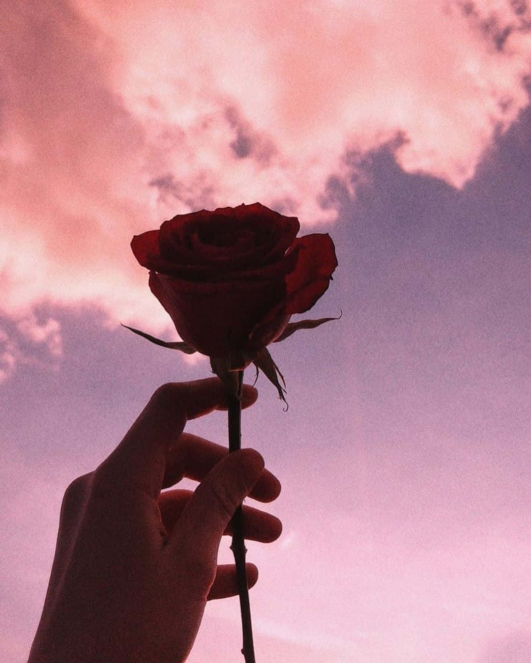Aesthetic Instagram Rose Sky Background